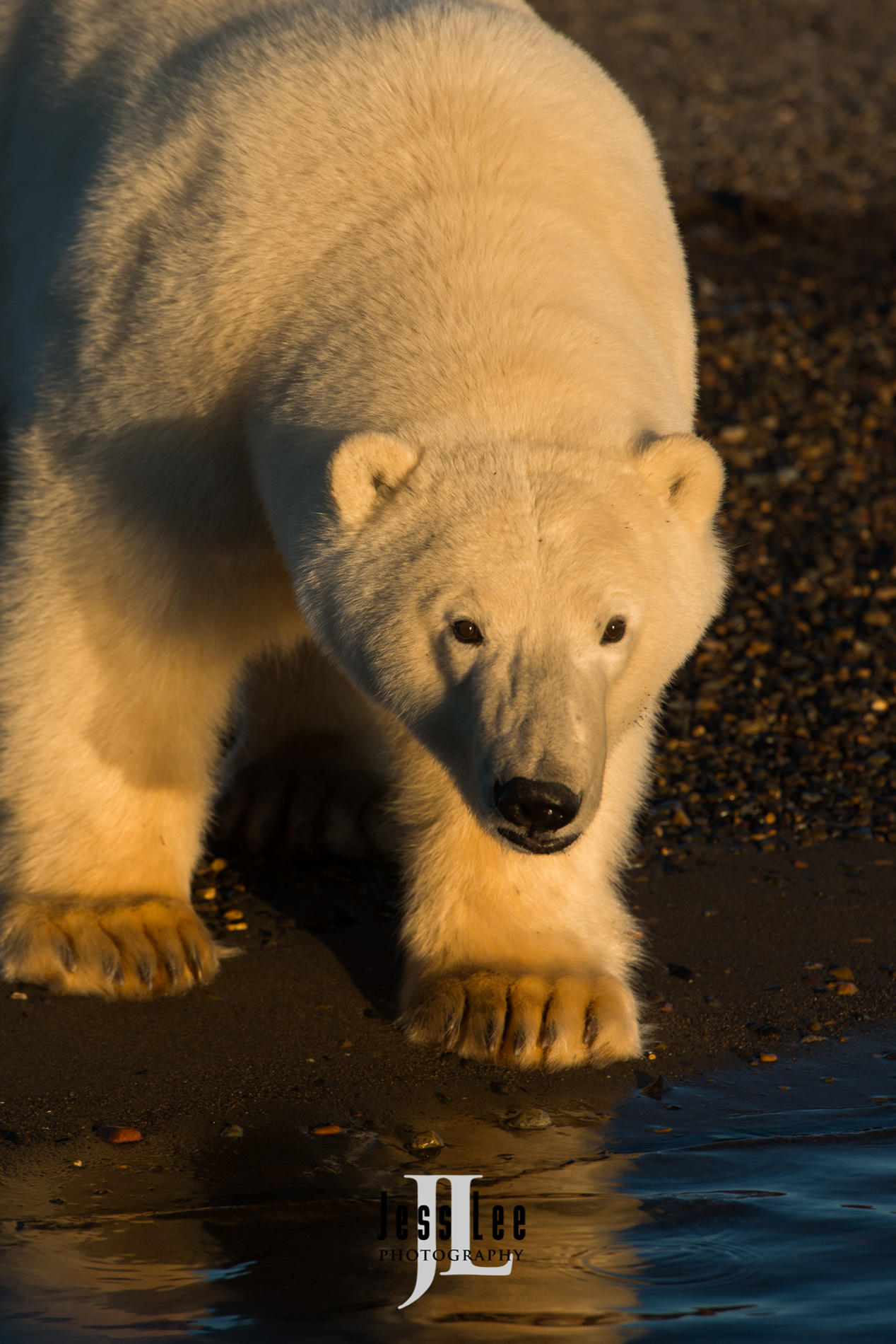 Polar Bear Print