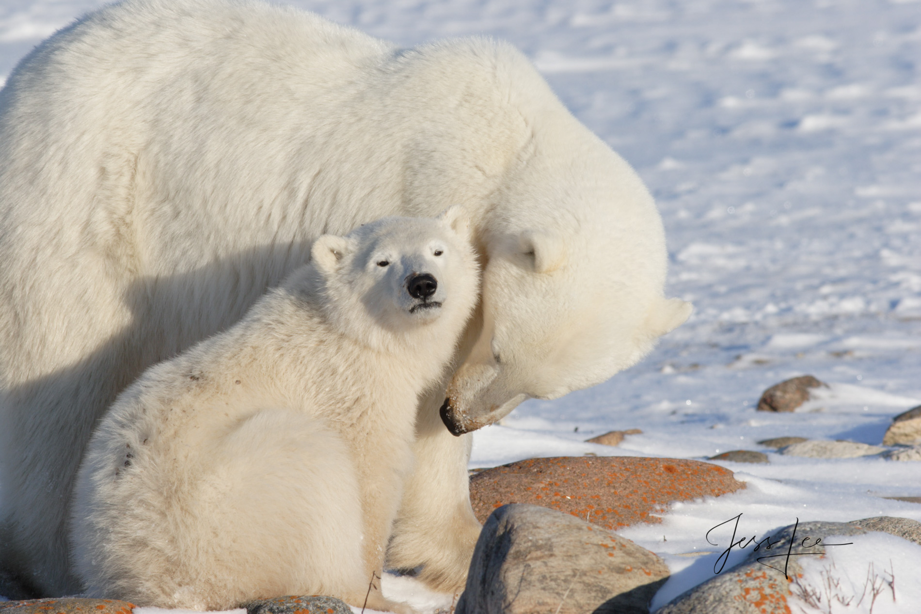 Polar Bear Mother and Cub Polar Bear Print