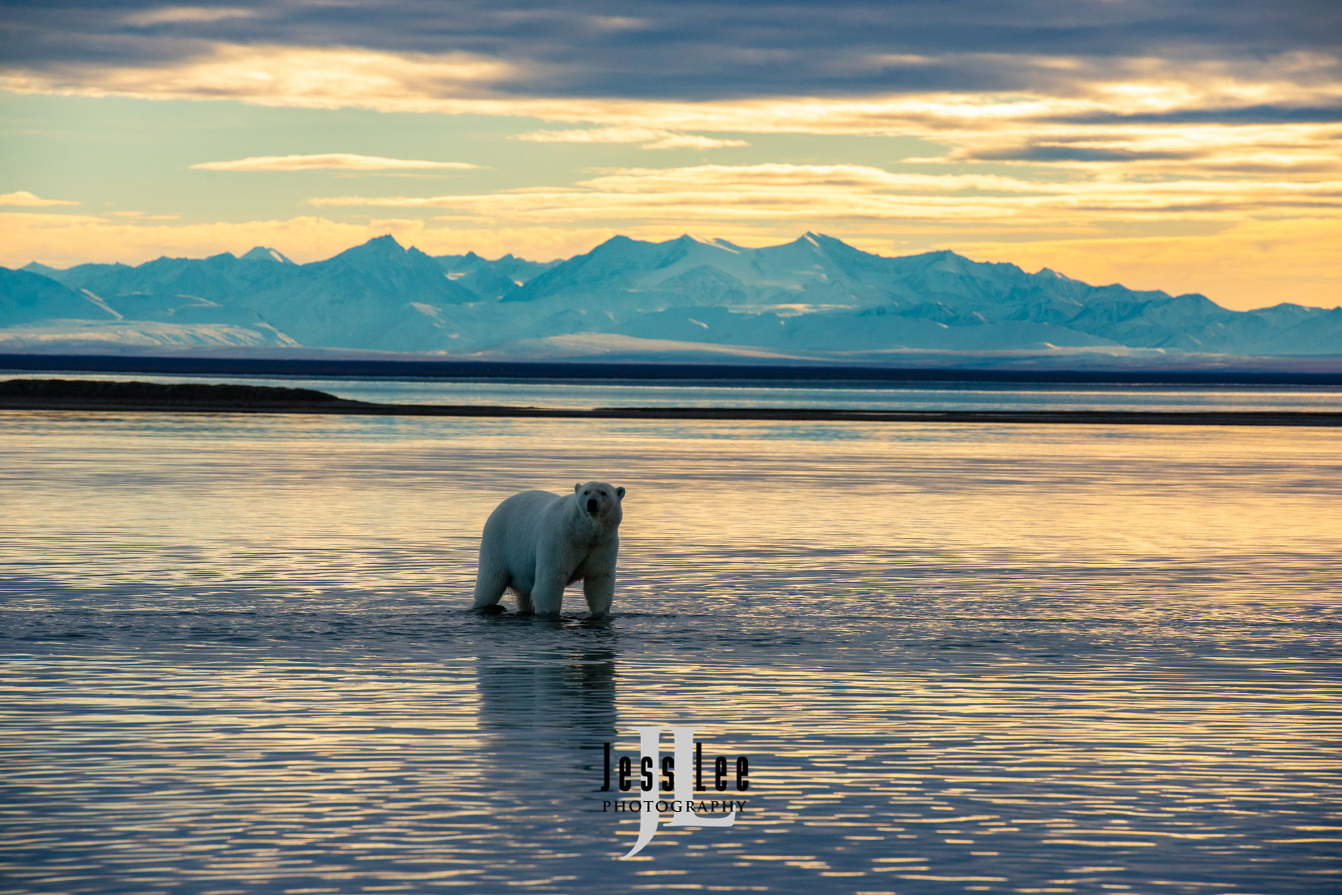 Polar Bear Print