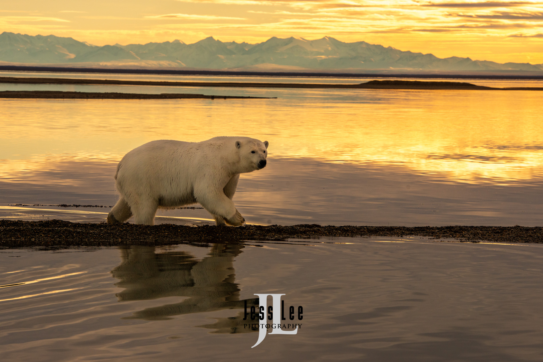 Polar Bear Print