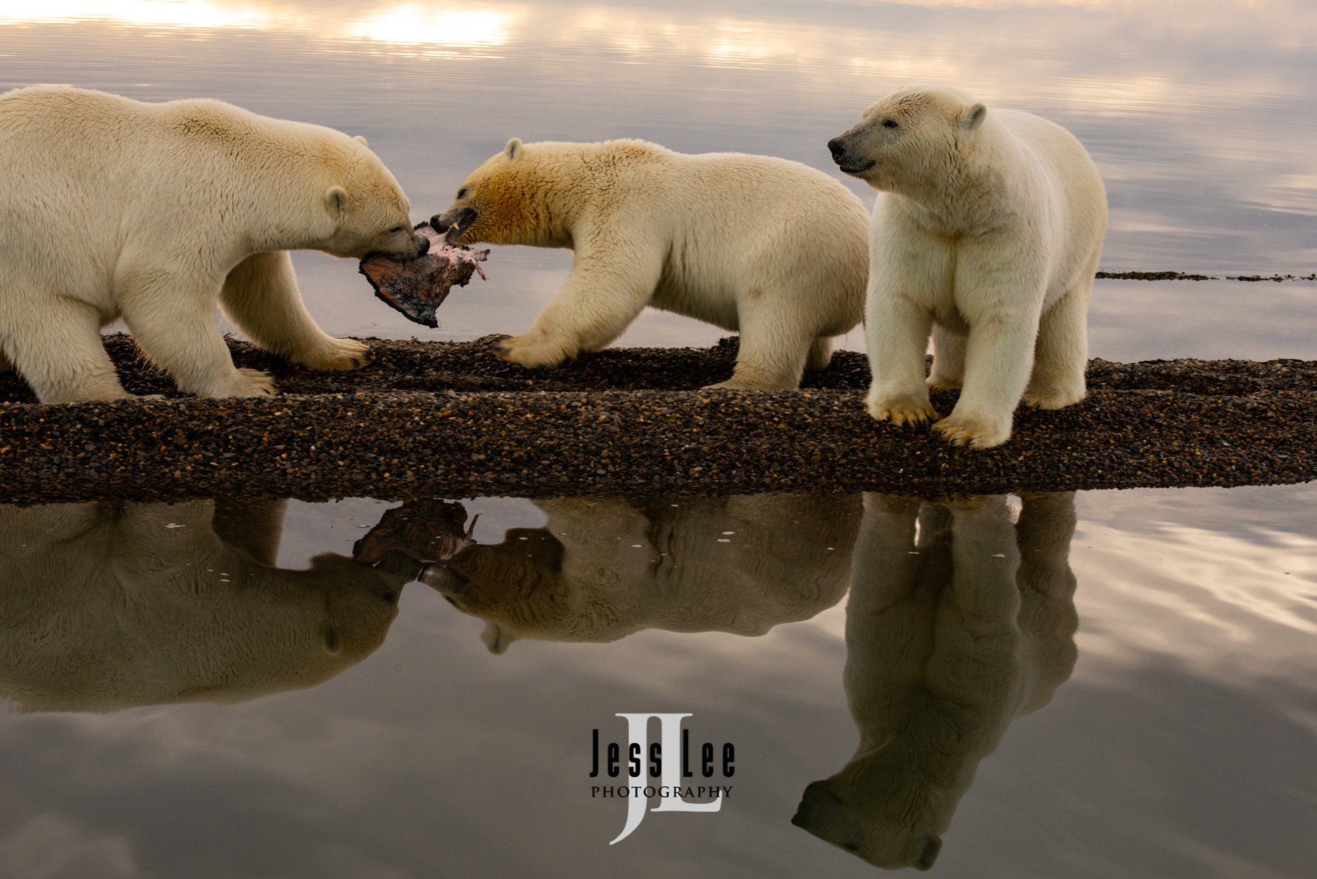 Polar Bear food fight,  Arctic National Wild Refuge, Alaska.  ( ANWR )