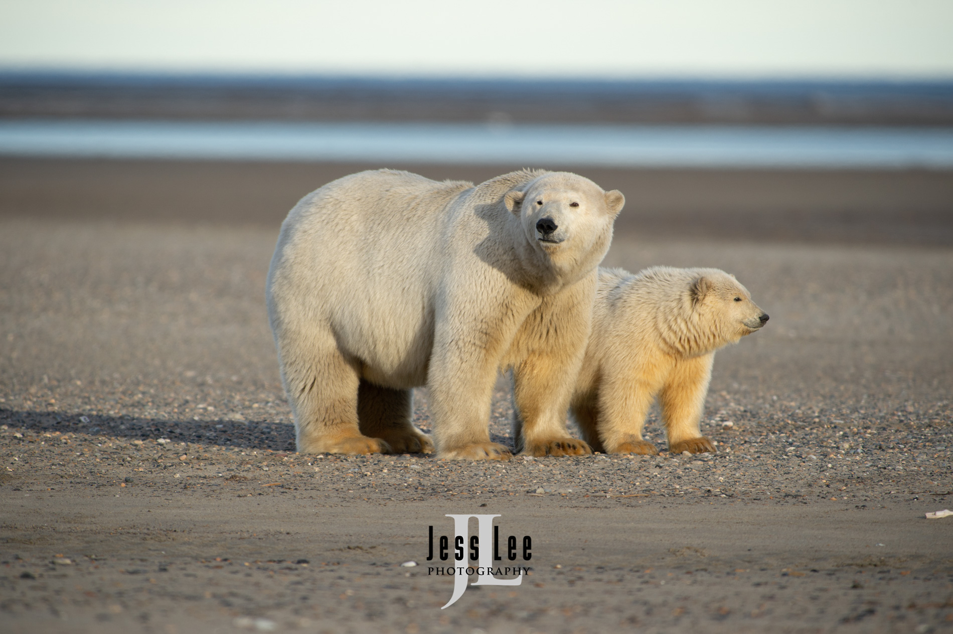 Polar Bears at Anwr,  Arctic National Wild Refuge, Alaska.  ( ANWR )