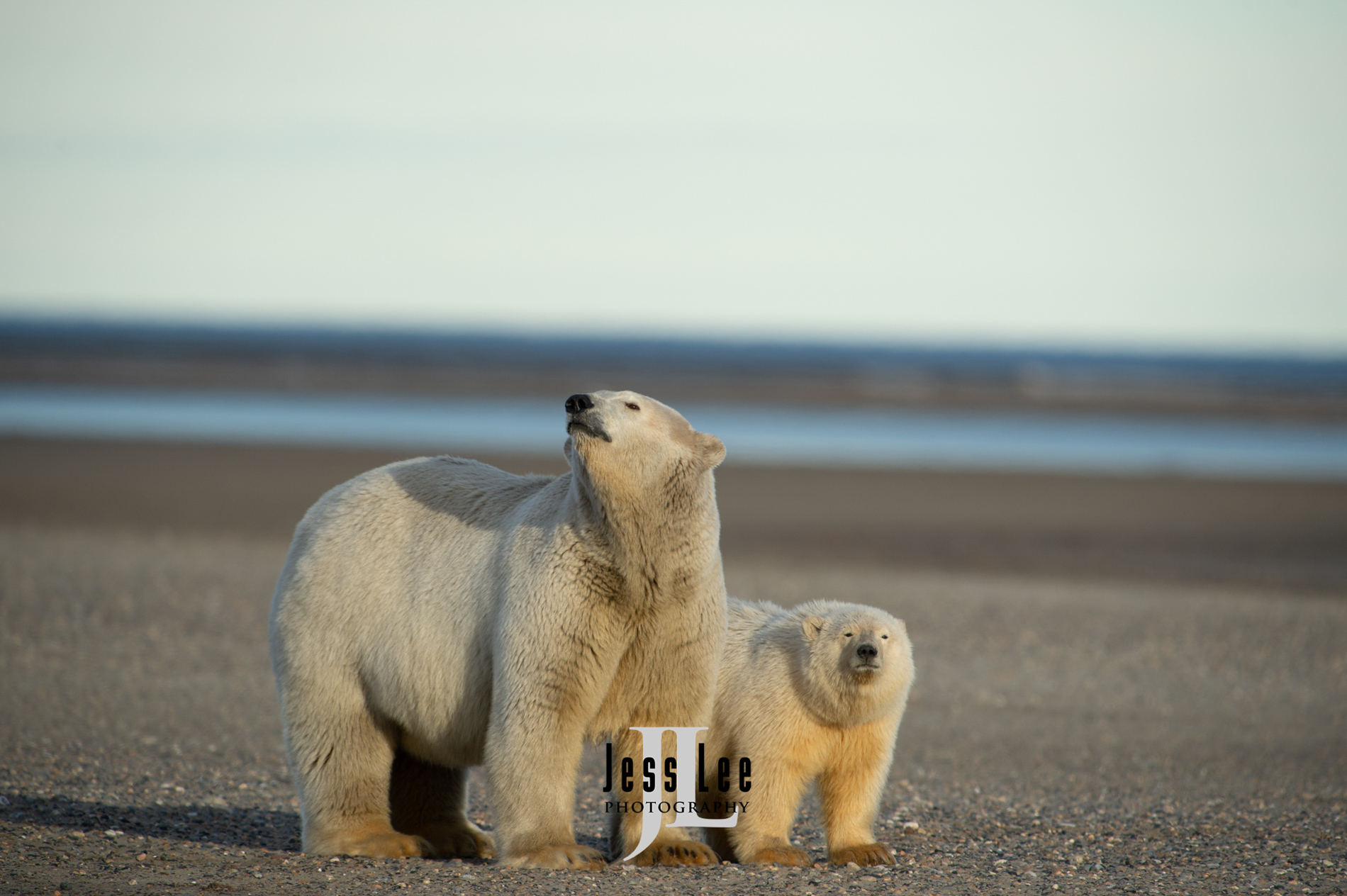 Polar Bears in the  Arctic National Wild Refuge, Alaska.  ( ANWR )