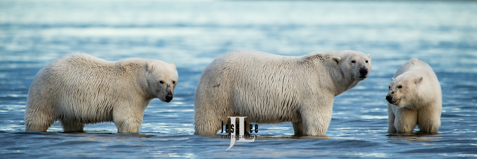 Polar Bears walking on water,  Arctic National Wild Refuge, Alaska.  ( ANWR )