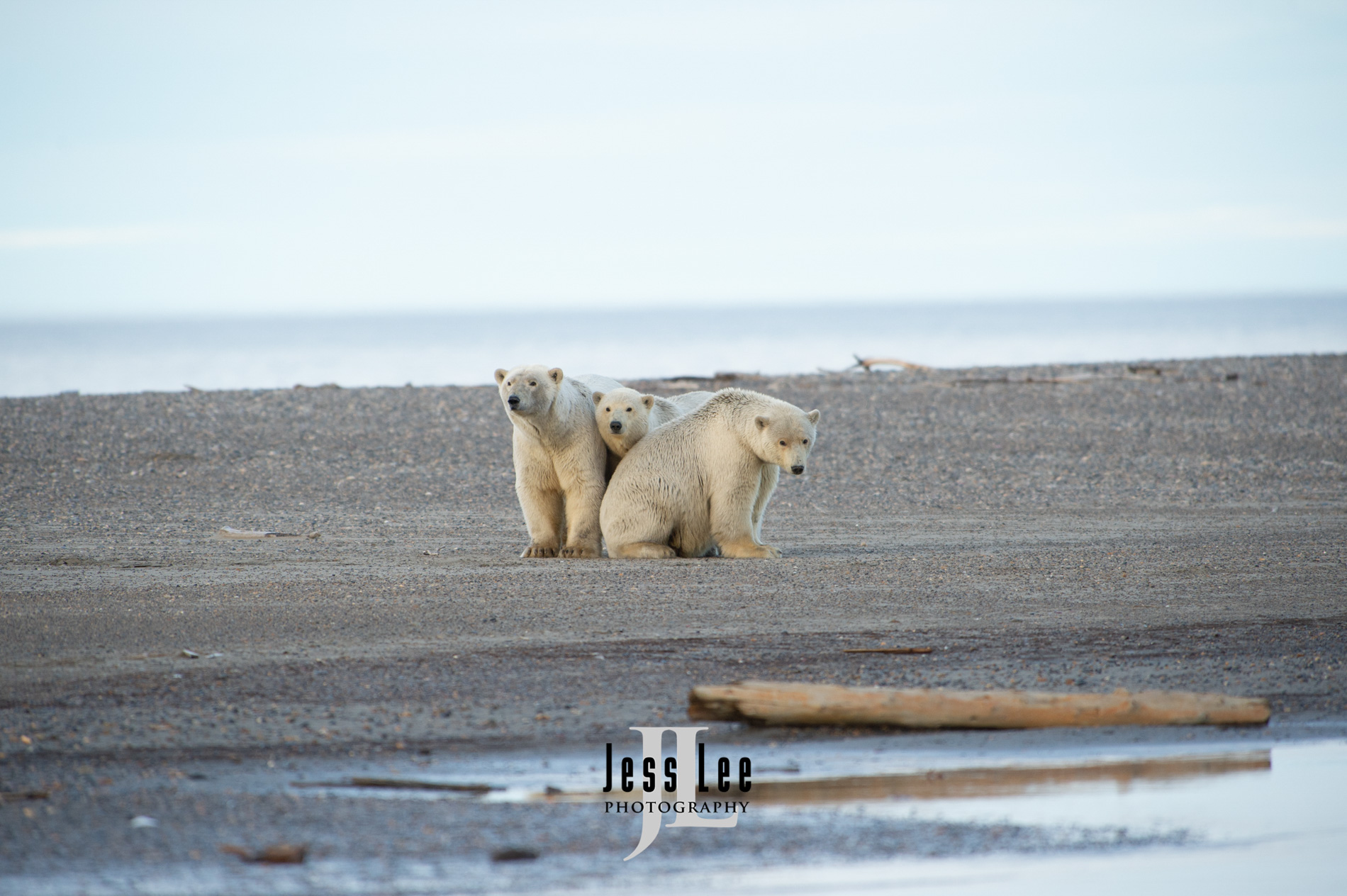 Dry ground Polar Bears,  Arctic National Wild Refuge, Alaska.  ( ANWR )