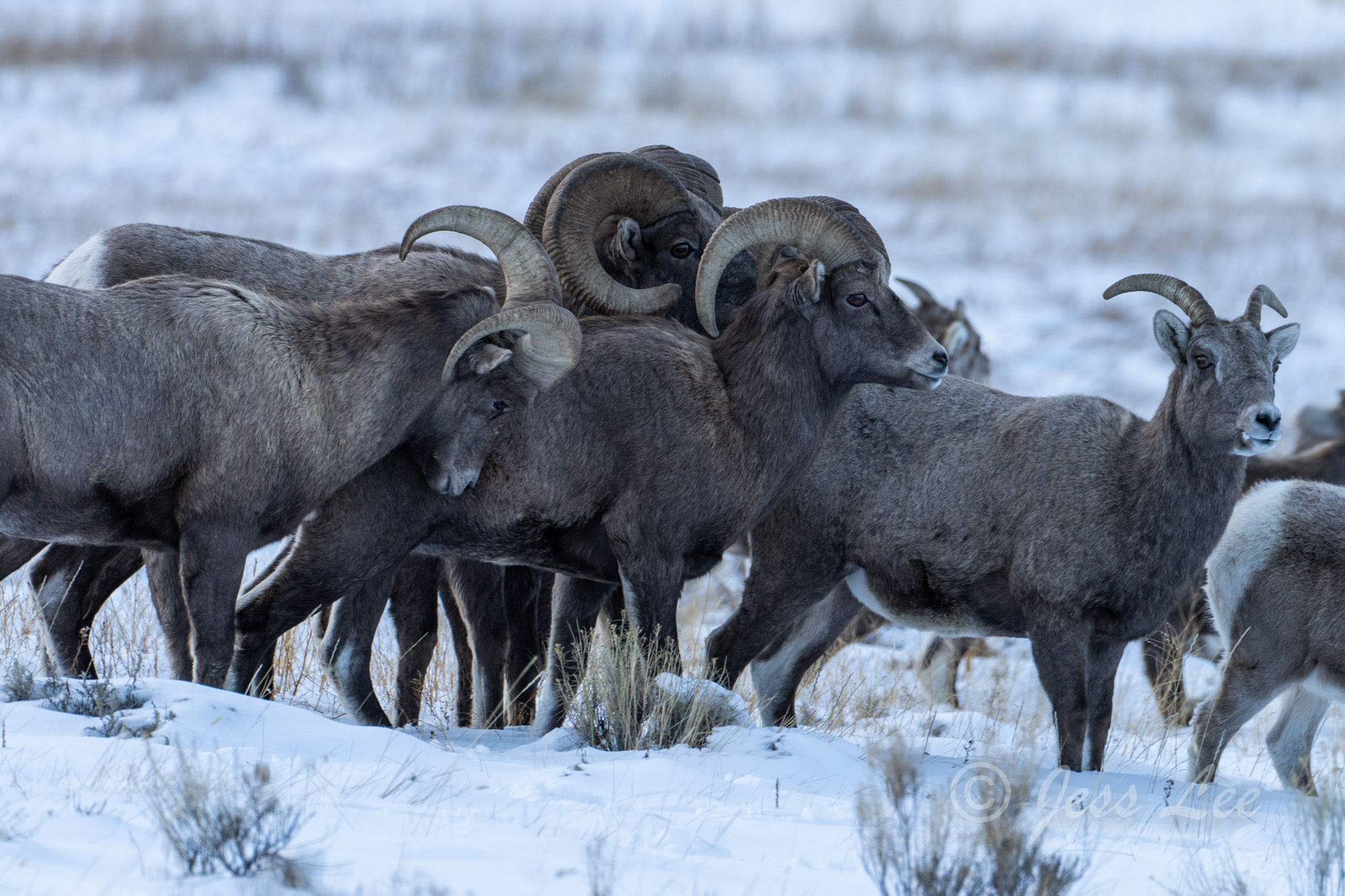 Wintering Big Horn Sheep in the Tetons. Limited Edition of 800 prints. This Fine Art wildlife photograph of Grand Teton National...