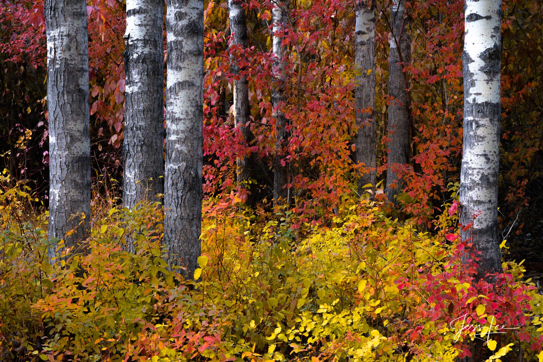 Fine Art Limited Edition of 200 Exclusive high-resolution Museum Quality Photography Prints of this Autumn Birch Tree Forest....