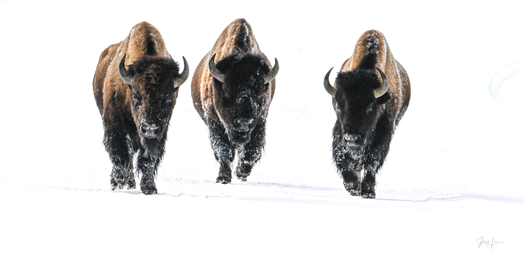 Three American Bison bulls walking abreast through deep winter snow in Yellowstone National Park, a high-key fine art wildlife photography print by Jess Lee.'