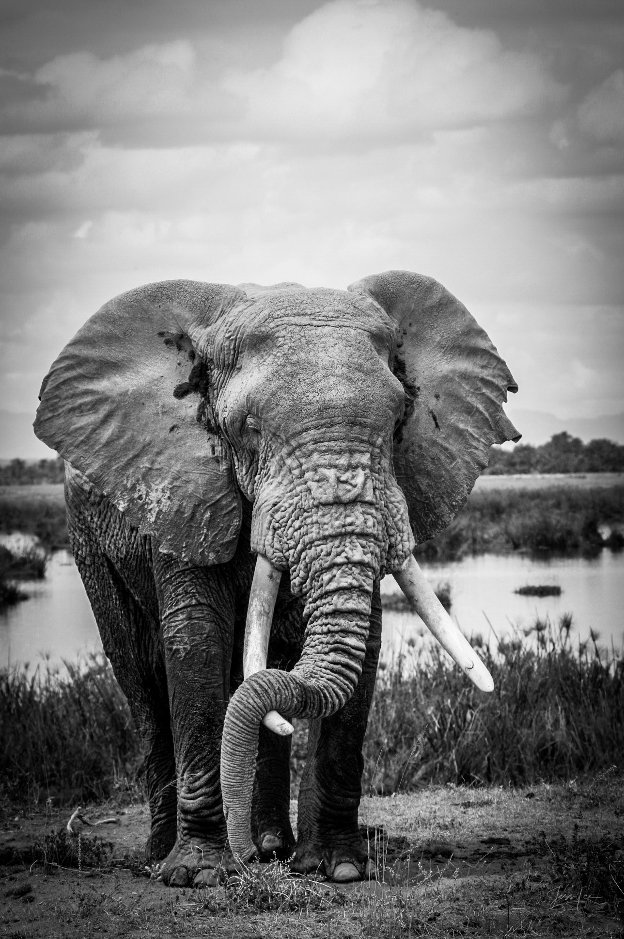 African Elephant in Black and White to empties the rugged elegance of the beauty within his sole.  Bring home the power and beauty...