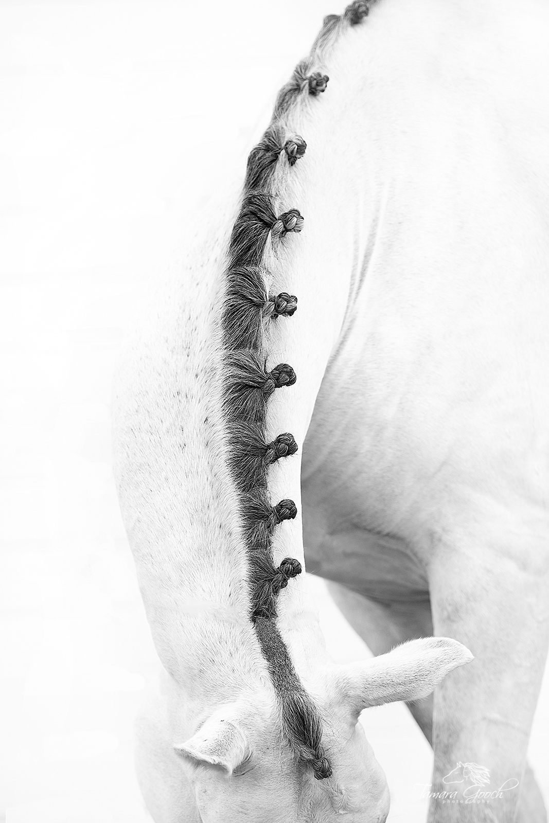 A equine or equestrian fine art photograph of a Lusitano stallion’s braided mane and the angle of it’s neck.