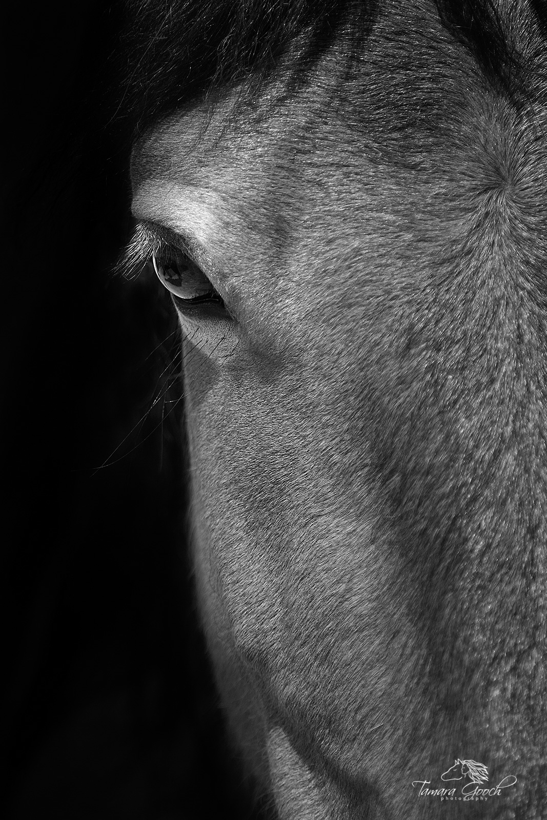 A fine art black and white horse portrait. A close up eye shot with part of the face.