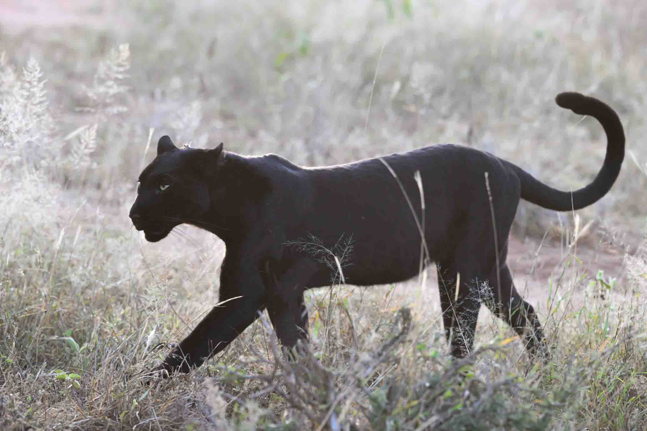 Dawn Stalking Black Leopard Black Leopard Photo | Fine Art Photography | Limited Edition Print A BeautifulStalking Black Leopard, Photographed by internationally...