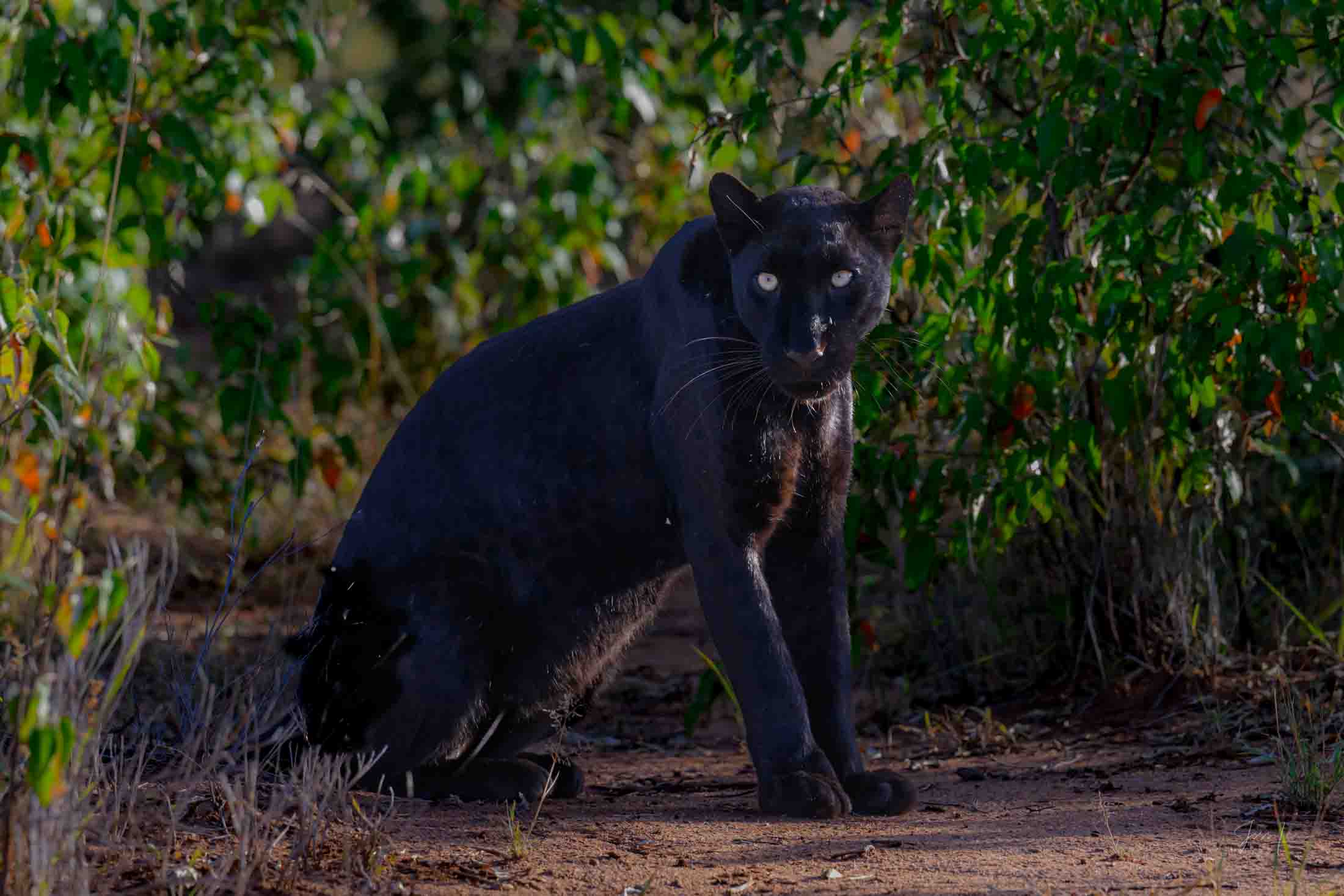 Your Move - Black Leopard Leopard Photo | Fine Art Photography | Limited Edition Print A Beautiful Black Leopard Photographed by internationally acclaimed...