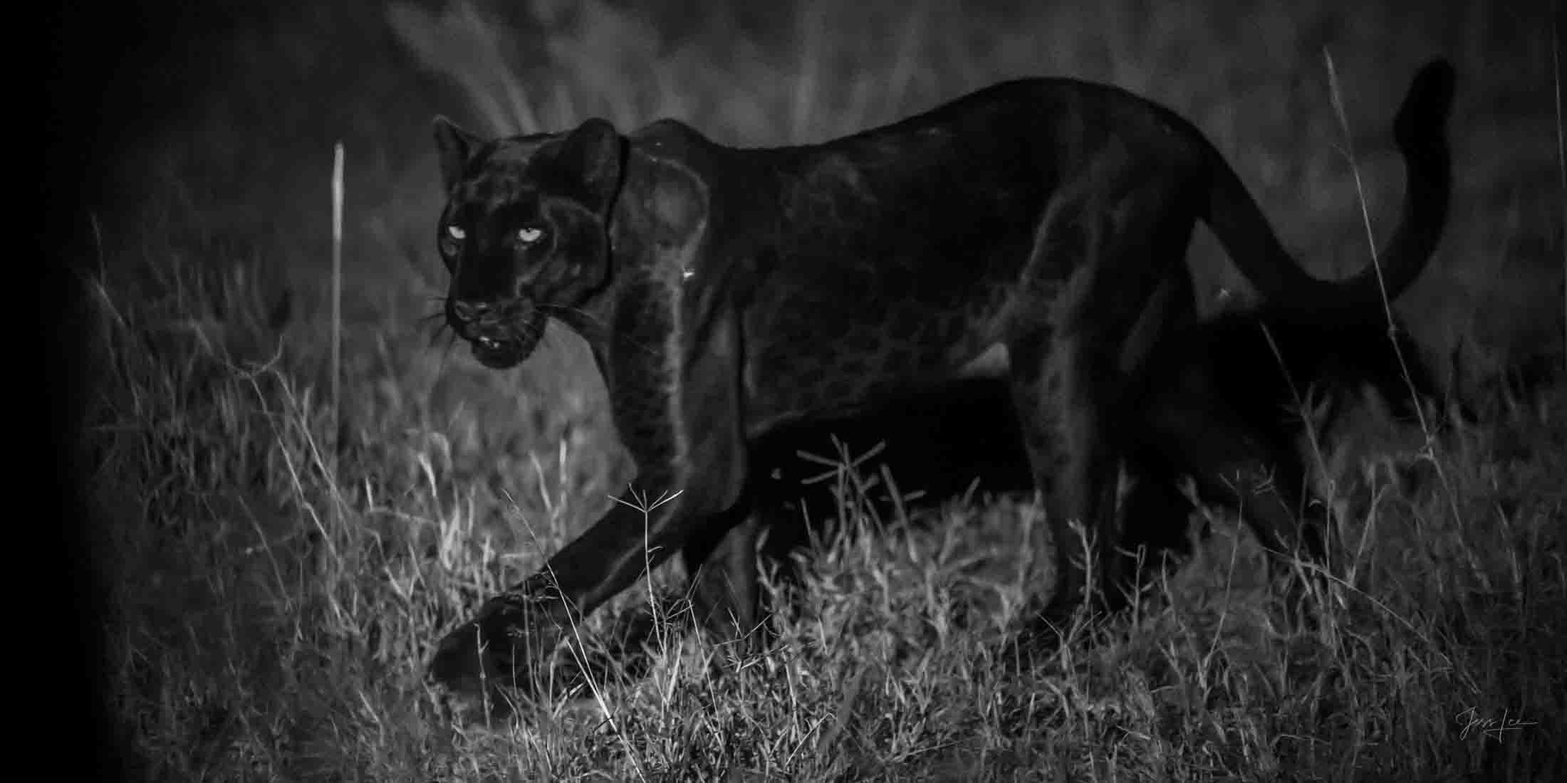 Night Hunter - Black Leopard