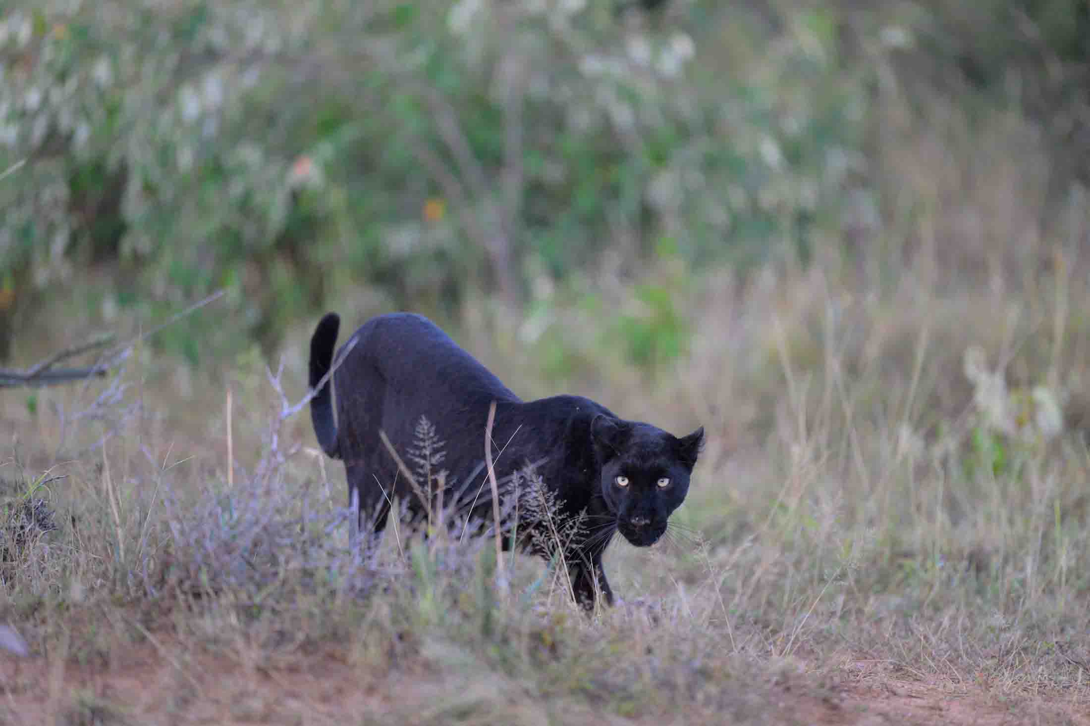 Black Leopard Hunting Photo | Fine Art Photography | Limited Edition Print A Beautiful Black Leopard Photographed by internationally...