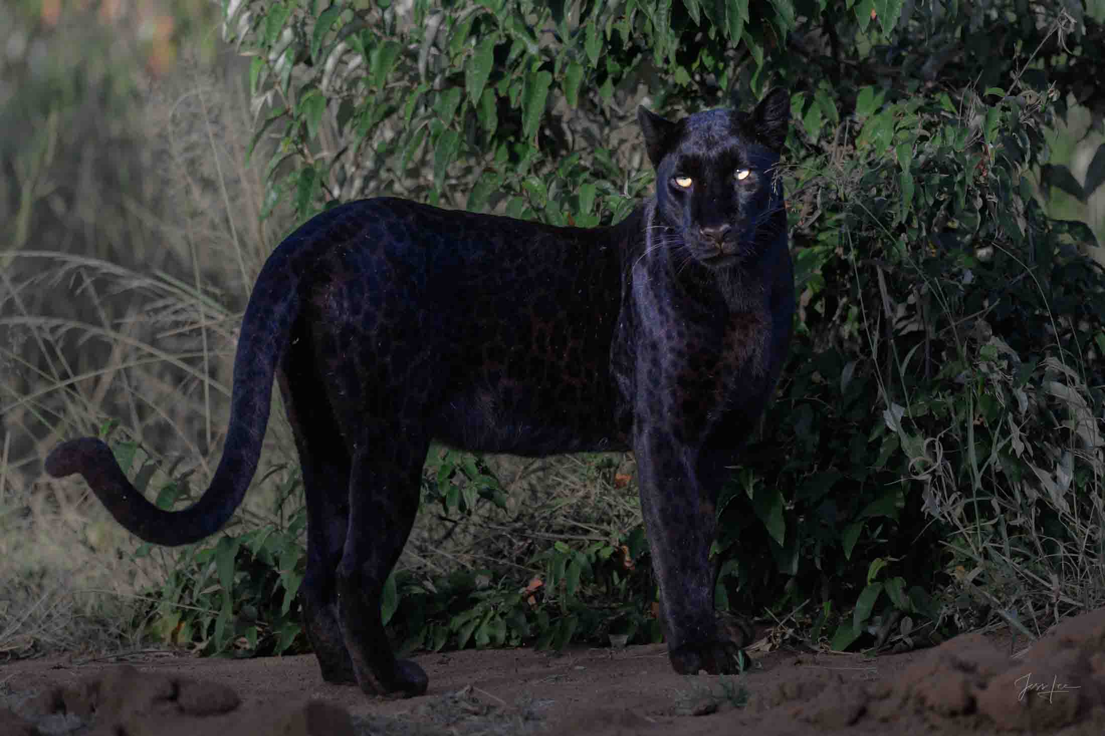 Shiver Time - Black Leopard Black Leopard Photo | Fine Art Photography | Limited Edition Print A Beautiful Leopard Photographed by internationally acclaimed...