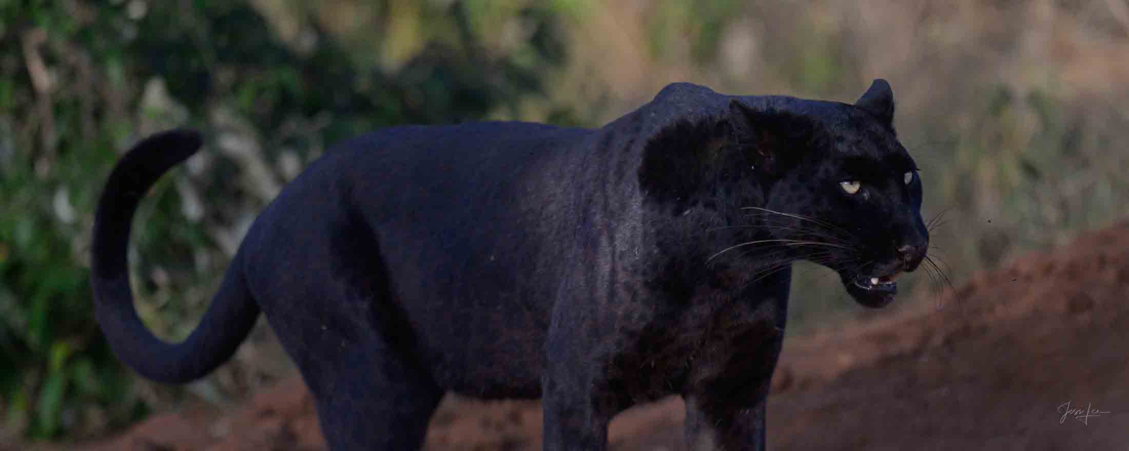 Out of the Darkness of your mind Black Leopard Photo | Fine Art Photography | Limited Edition Print A Beautiful Black Leopard Stalks out of the forest Photographed...