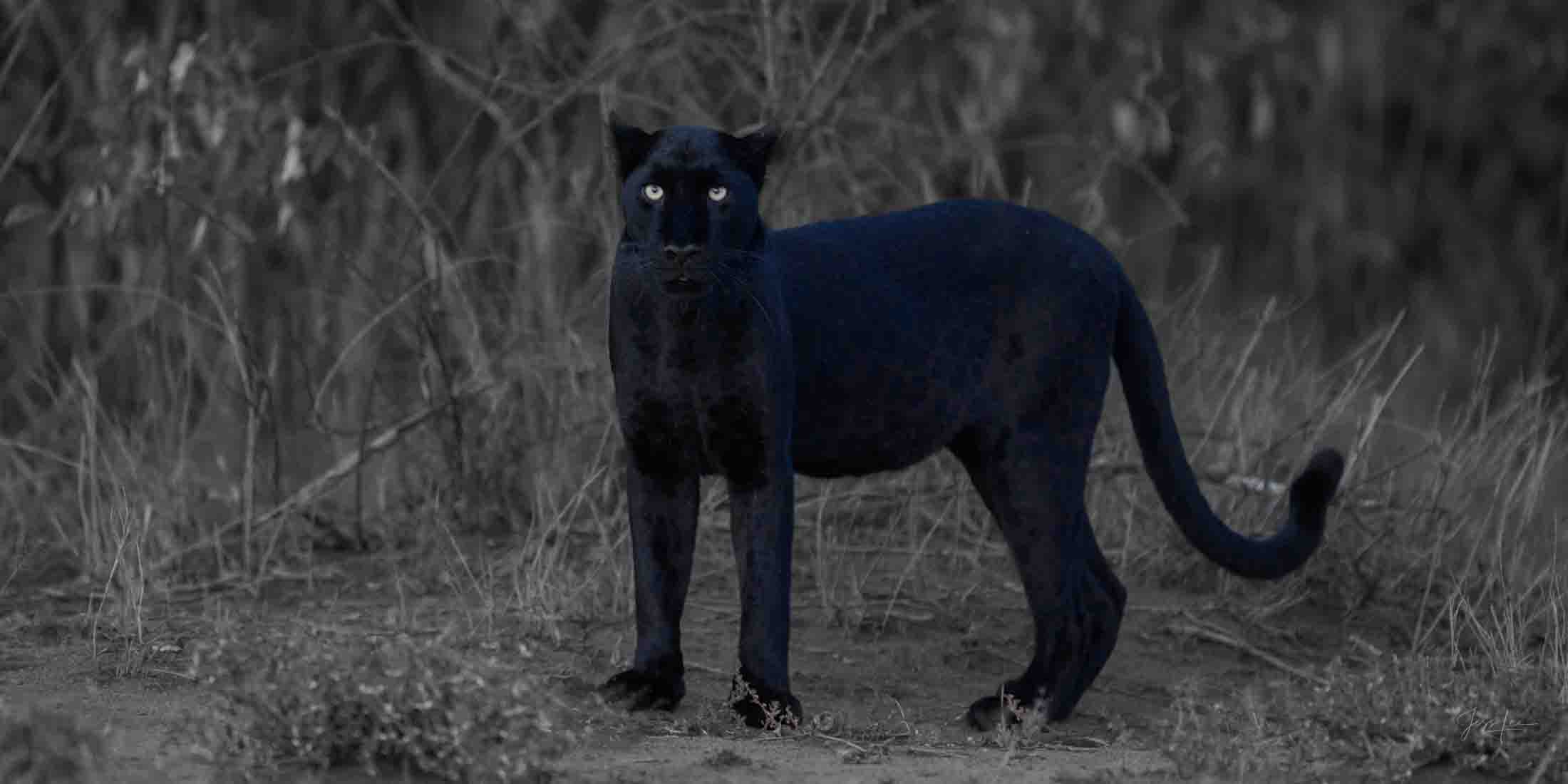 From your Dreams Black Leopard Black Leopard Photo | Fine Art Photography | Limited Edition Print A Beautiful Black Leopard at night Photographed by internationally...