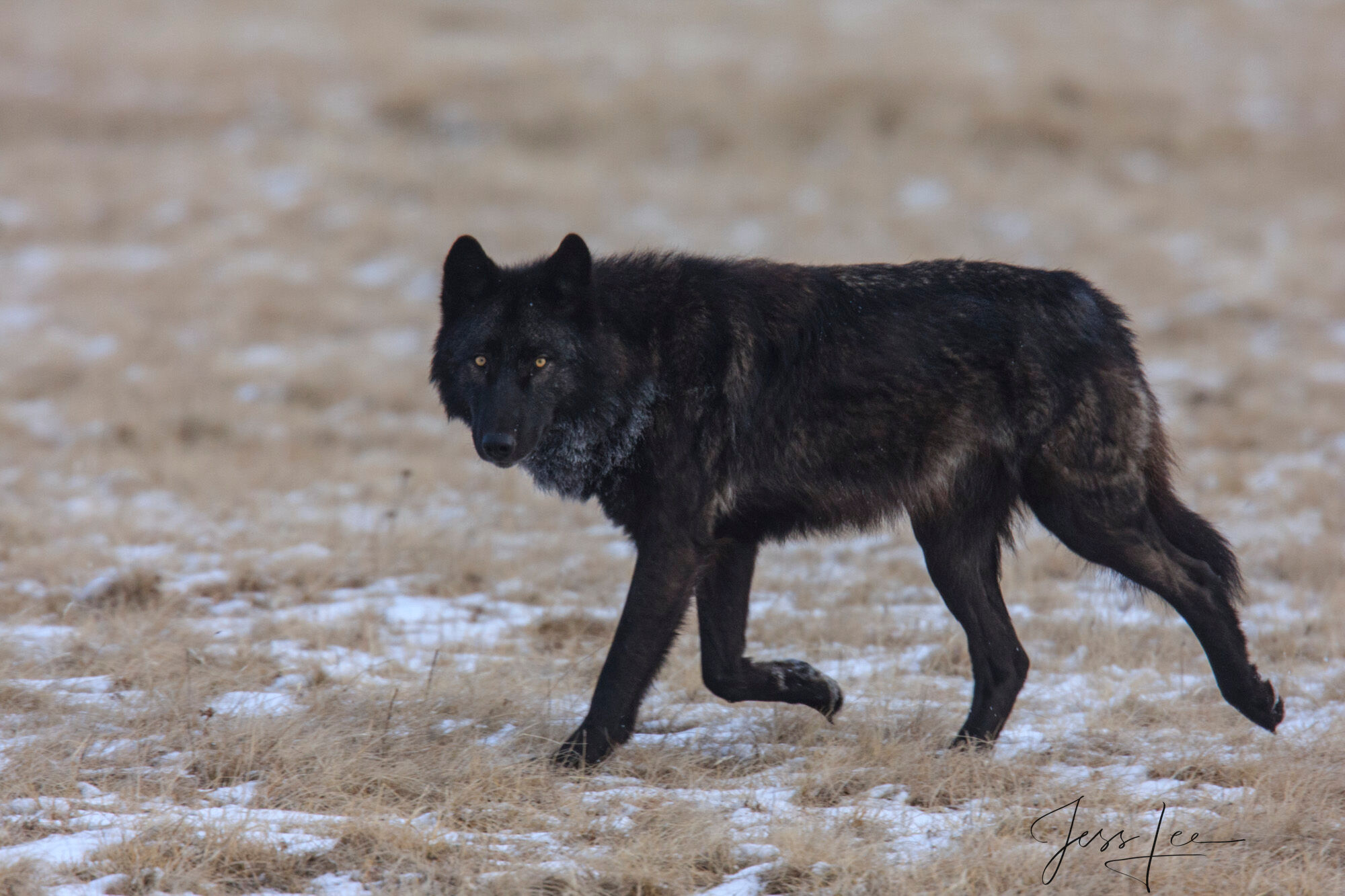 Yellowstone Wolf Searching Fine Art Limited Edition Print of a Yellowstone Wolf in Snow. Yellowstone Wolf Searching