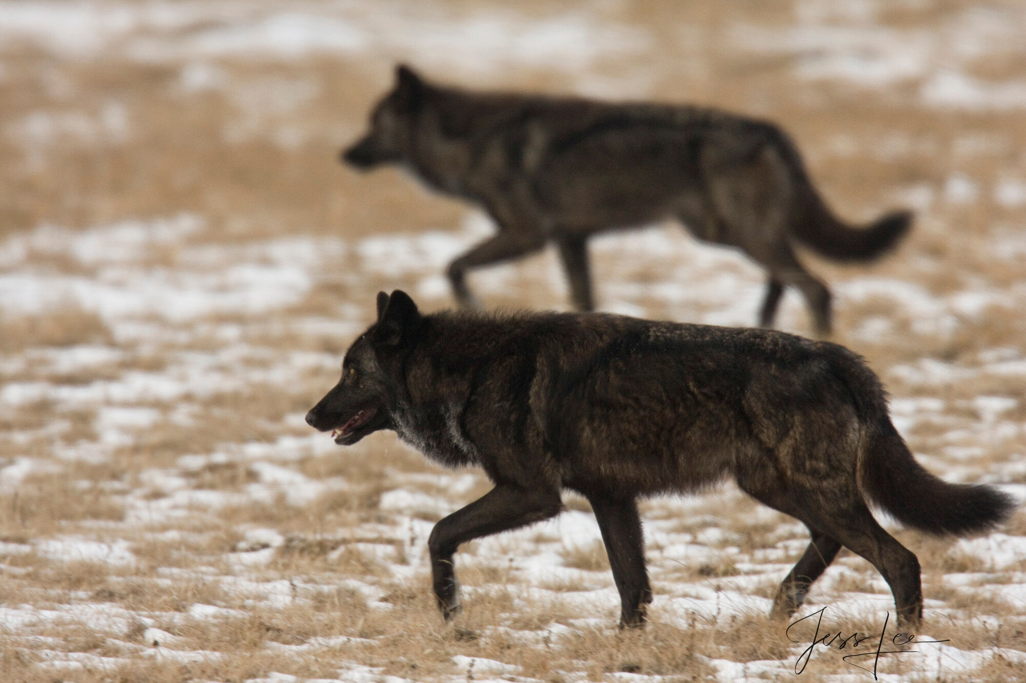 Yellowstone Wolf Lock Step Fine Art Limited Edition Print of a Yellowstone Wolf in Snow