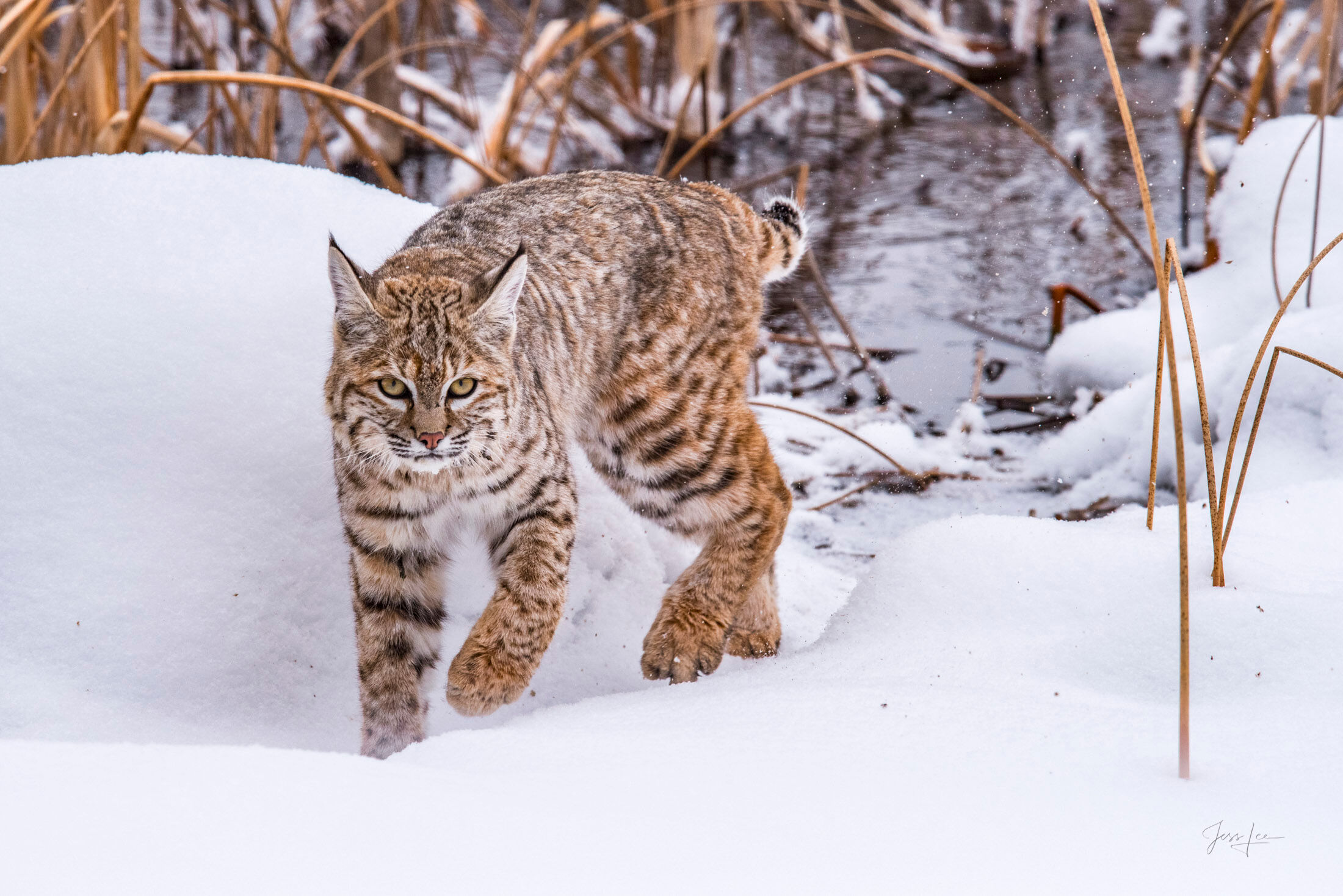Bobcat in Riverside Reeds — Yellowstone Fine Art Print Bobcat walking through snow with tall dry riverside reeds and winter grasses along the Madison River in Yellowstone National Park in January, spotted coat.