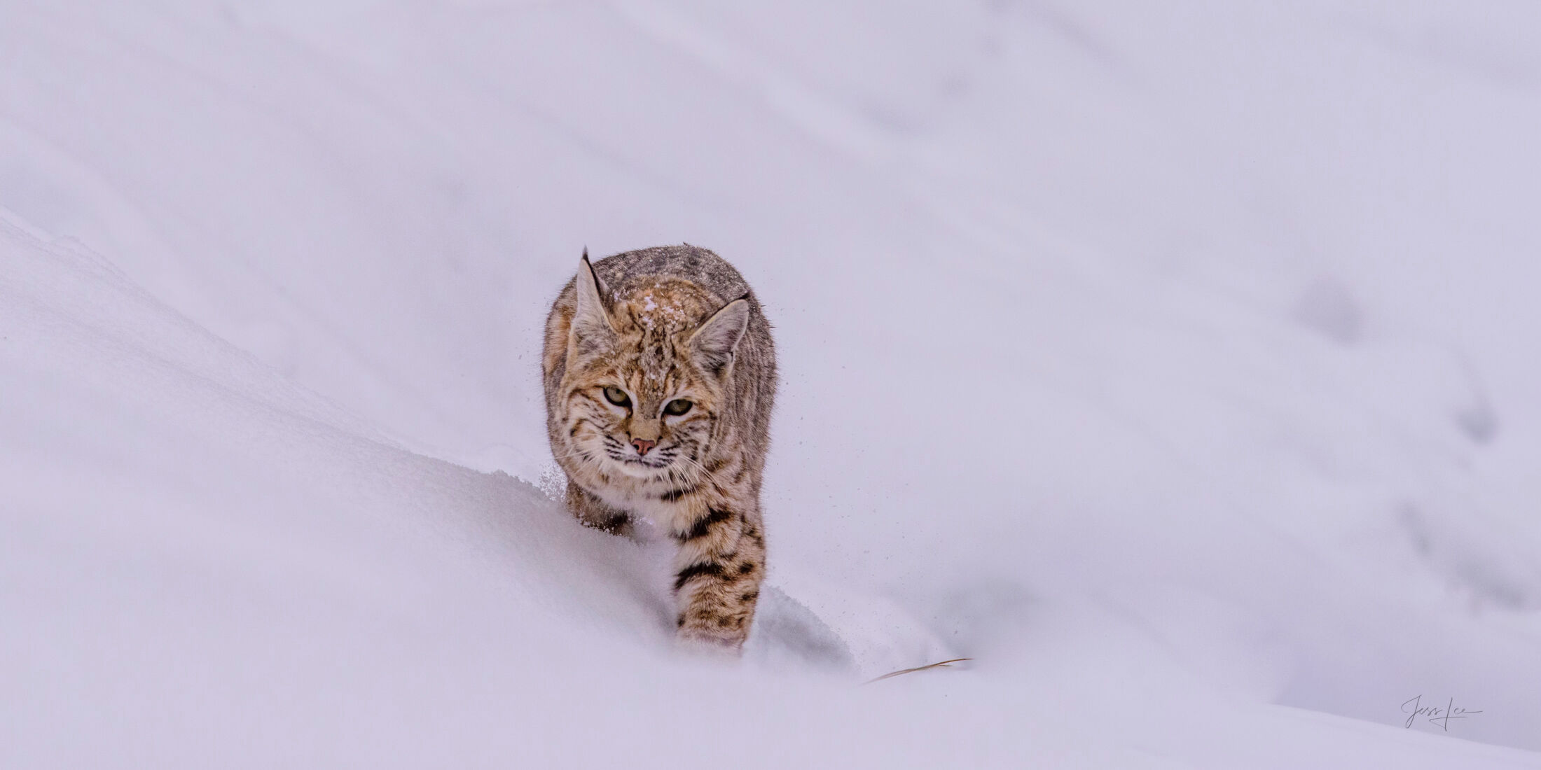 Bobcat Approaching — Yellowstone Winter Photography Print Fine art print of a bobcat walking directly toward the camera through fresh Yellowstone snow in January. Photographed at -40°F along the Madison River. Limited-