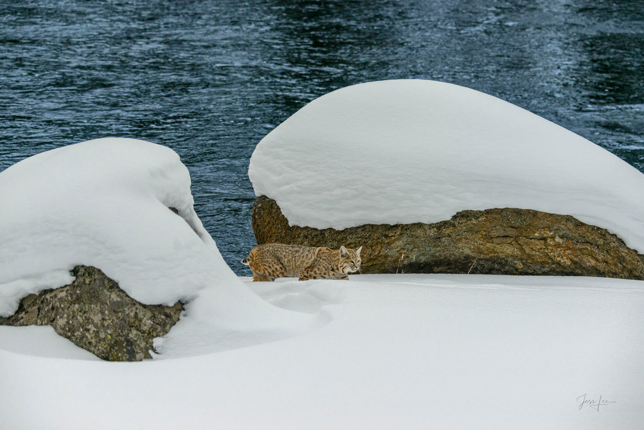 Bobcat Photography Prints — Yellowstone National Park Wildlife