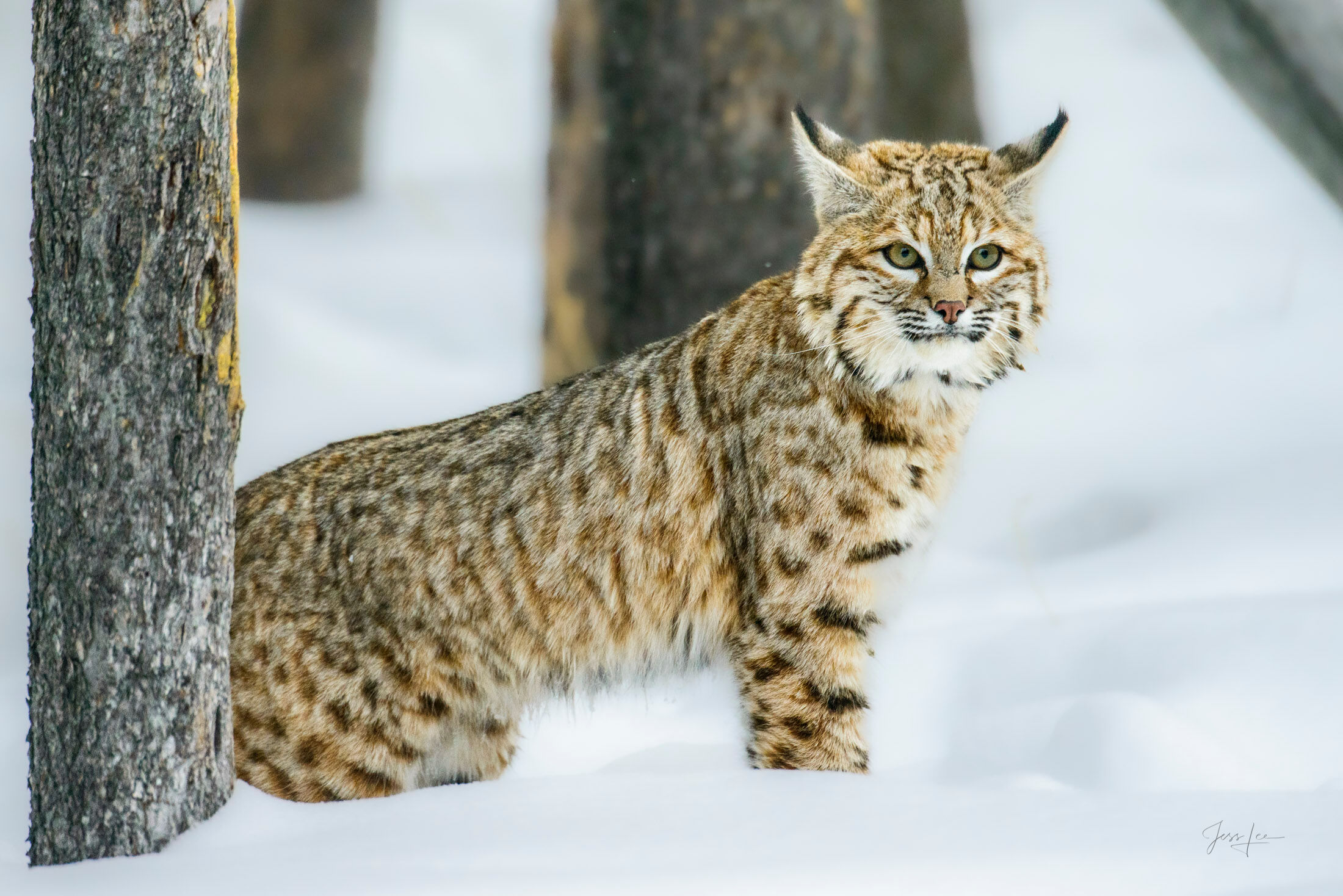 Forest Sentinel- Yellowstone Bobcat Bobcat photographed standing in the forest near the Madison River in Yellowstone National Park in January. One of the iconic Yellowstone Sentinel series.