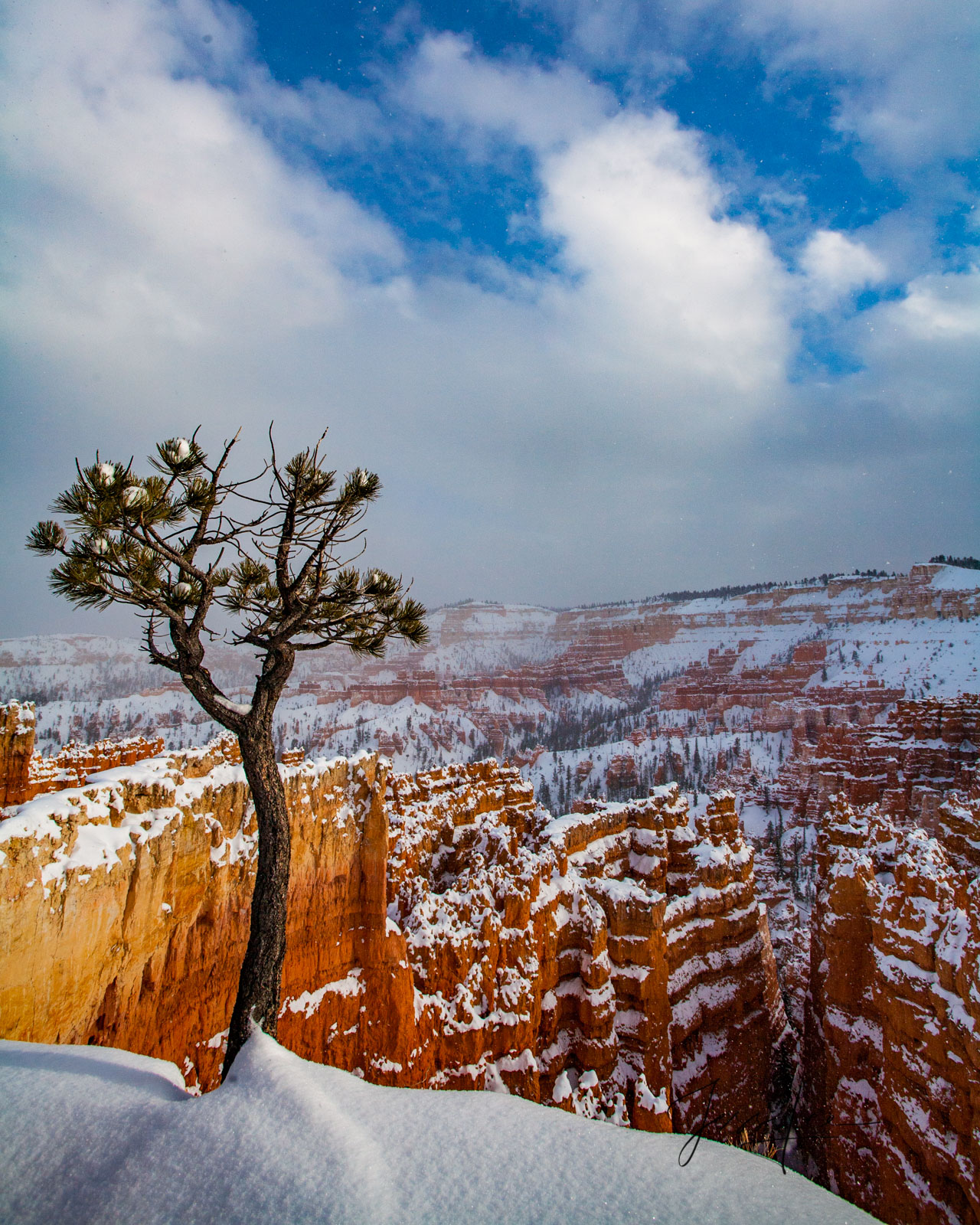 Lone Tree in Bryce Canyon