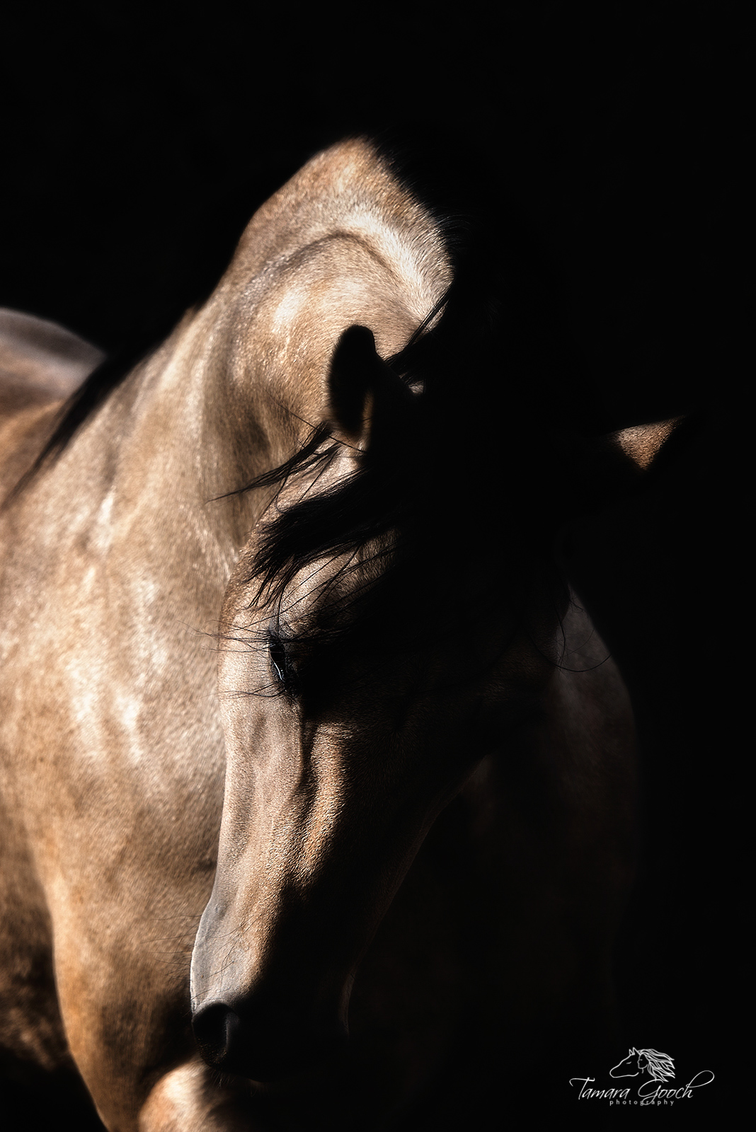 Buckskin Stallion Photo TDG2047_5459 Fine Art Limited Edition Photography of Beautiful Horses. ______ Beautiful Horses_____.This is part of the luxurious collection...