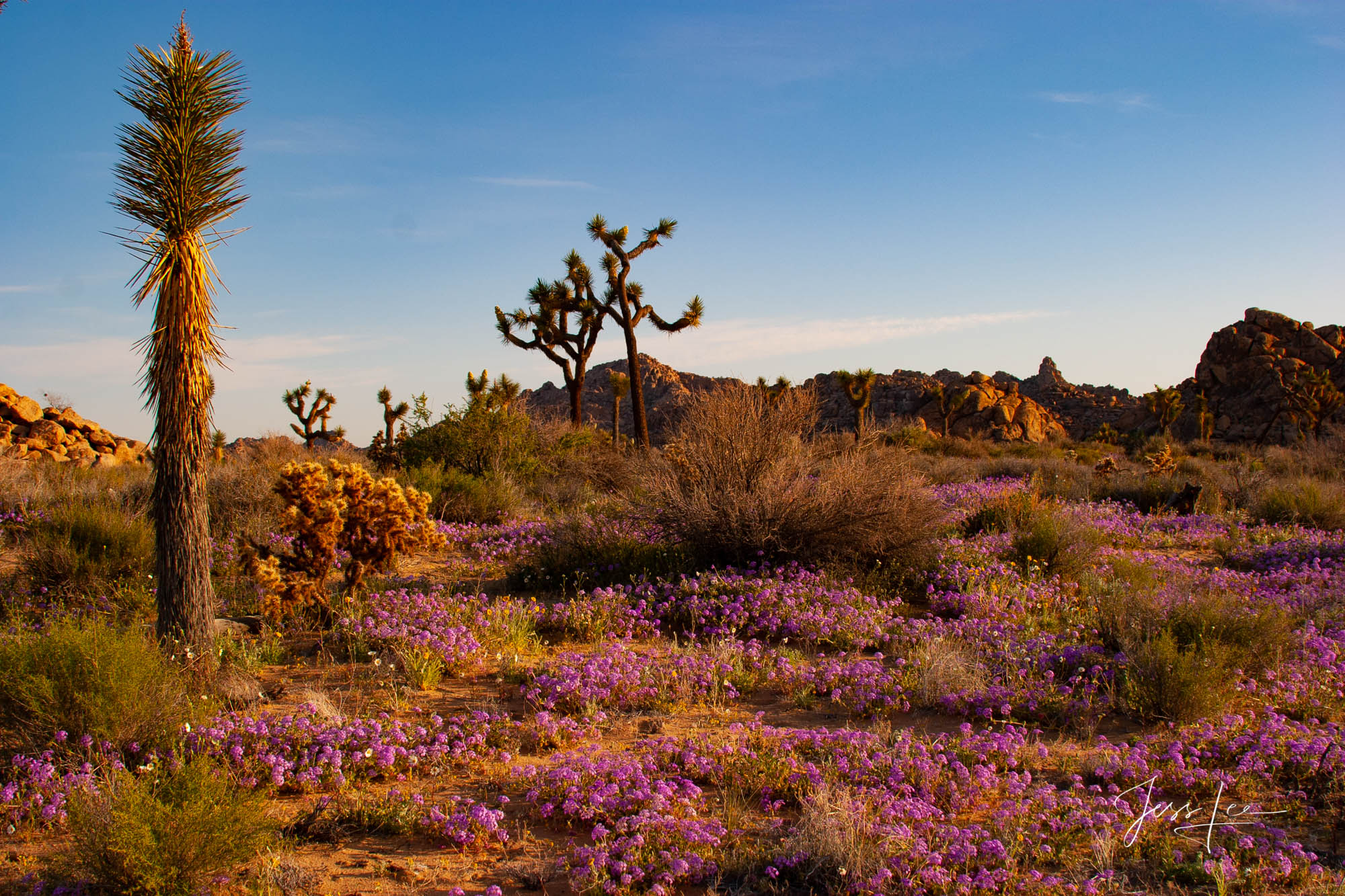 Joshua Tree garden | Click For Details Joshua Trees and purple flowers in California's desert.