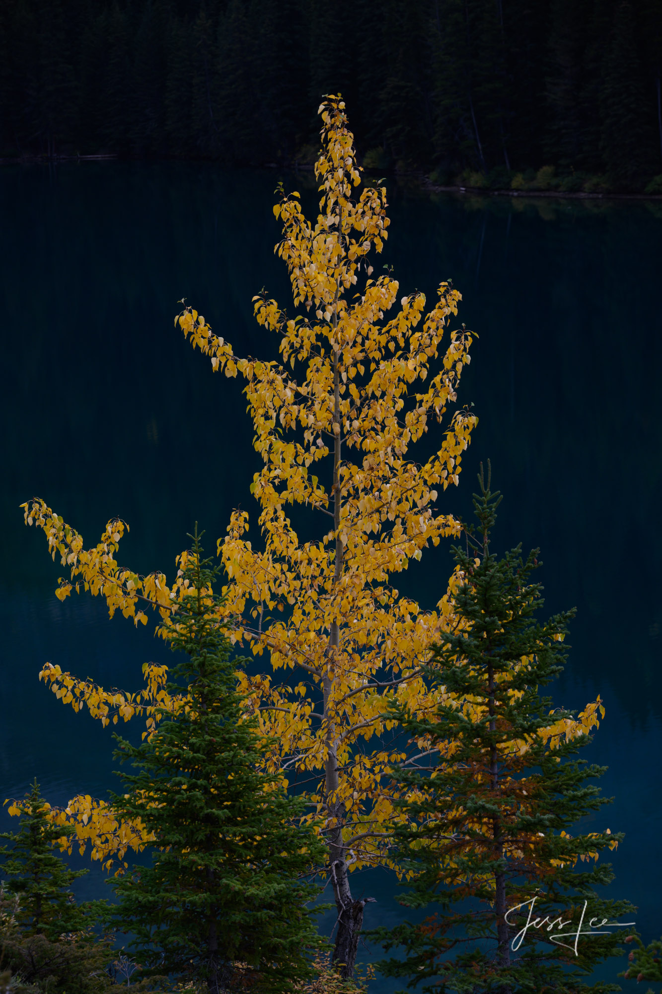 Autumn Color-Banff Beautiful picture of Autumn Color Banff in the Canadian Rockies for sale as a fine art photography print.