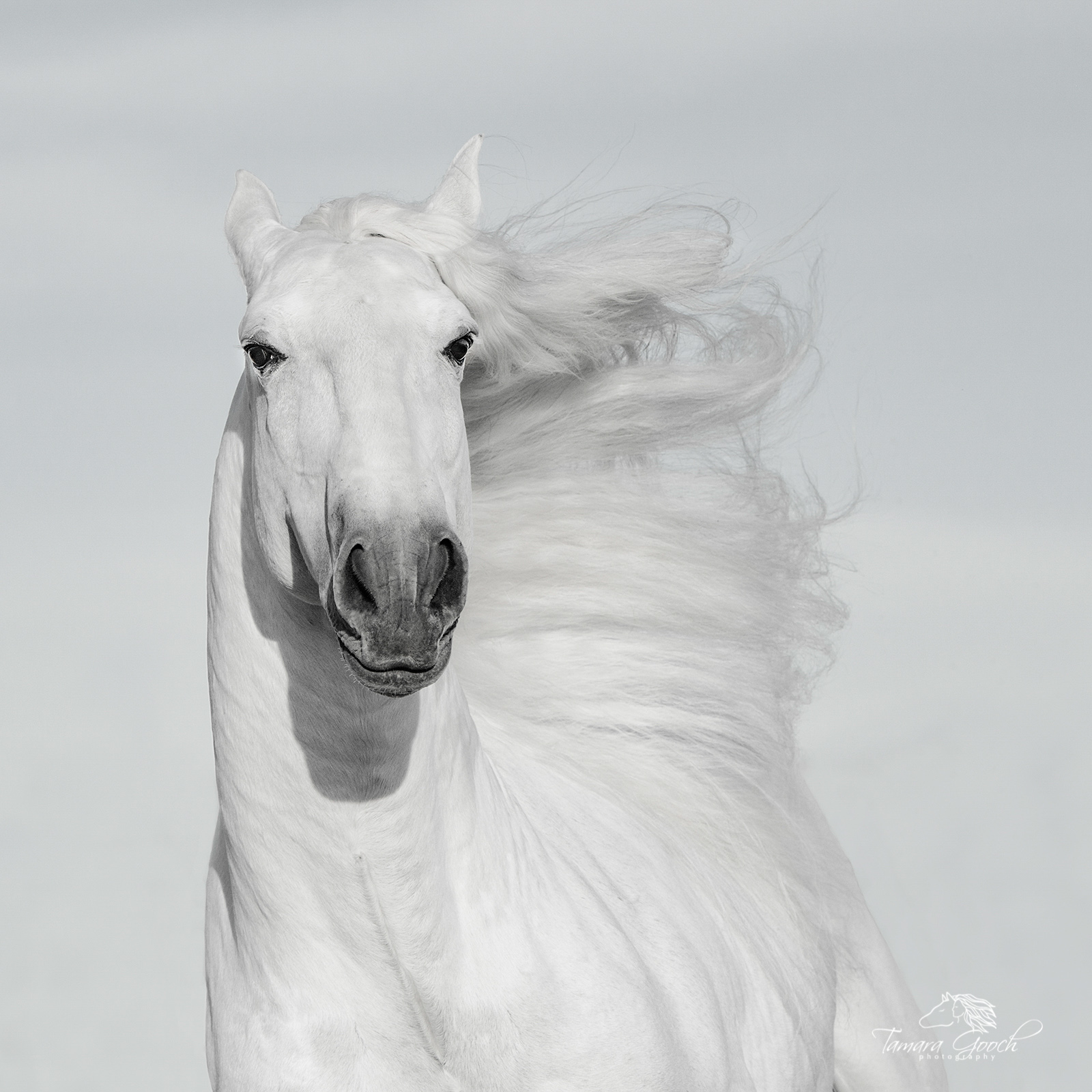 Fine Art Limited Edition Photography of Beautiful Running Horses. ______ Beautiful Horses_____.This is part of the luxurious...