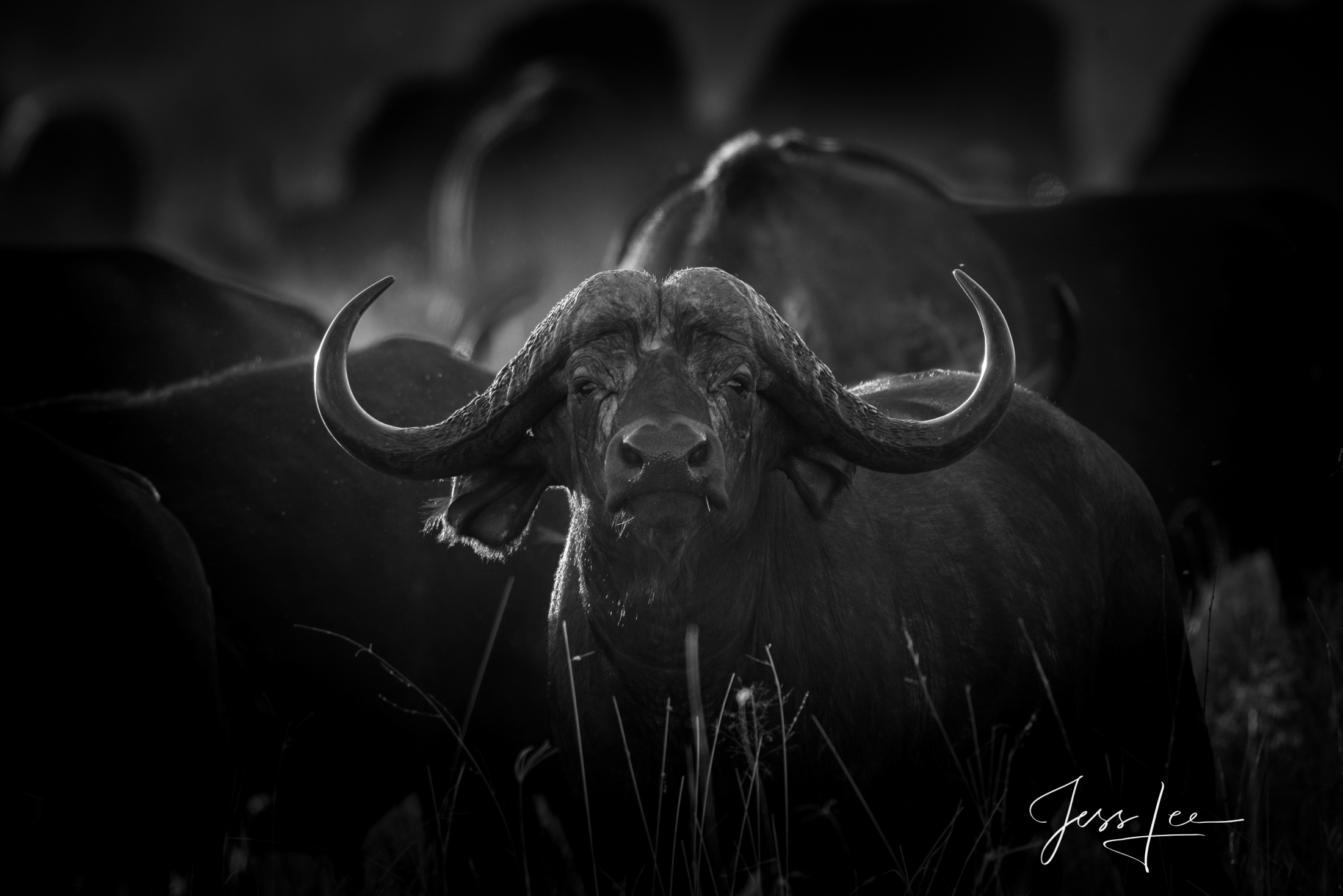 Black and White photo of African Cape Buffalo Bull