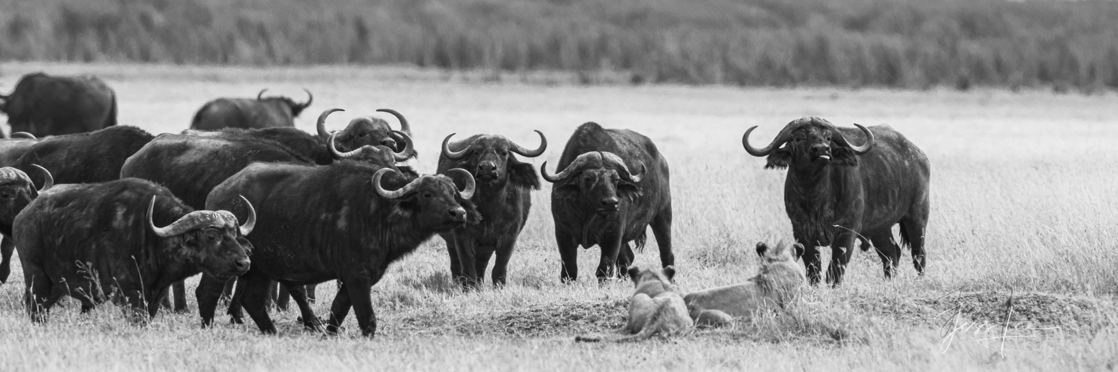 Black and White photo of African Lions being ask to move by Cape Buffalo Herd.