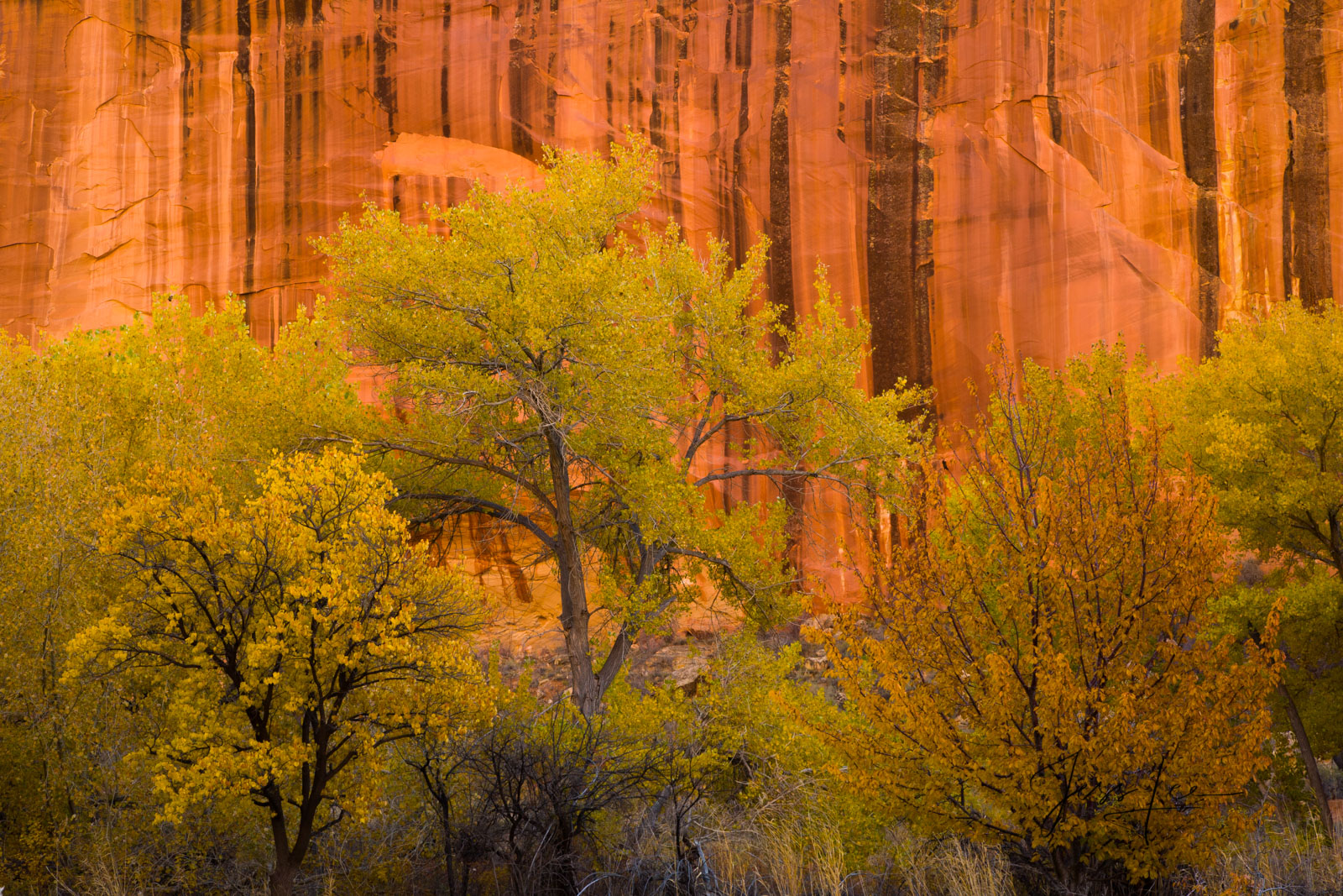 Limited Edition of 50 Fine Art Prints Canyon Bloom: Capitol Reef, San Rafael Swell and the Waterpocket Fold are some of the least...