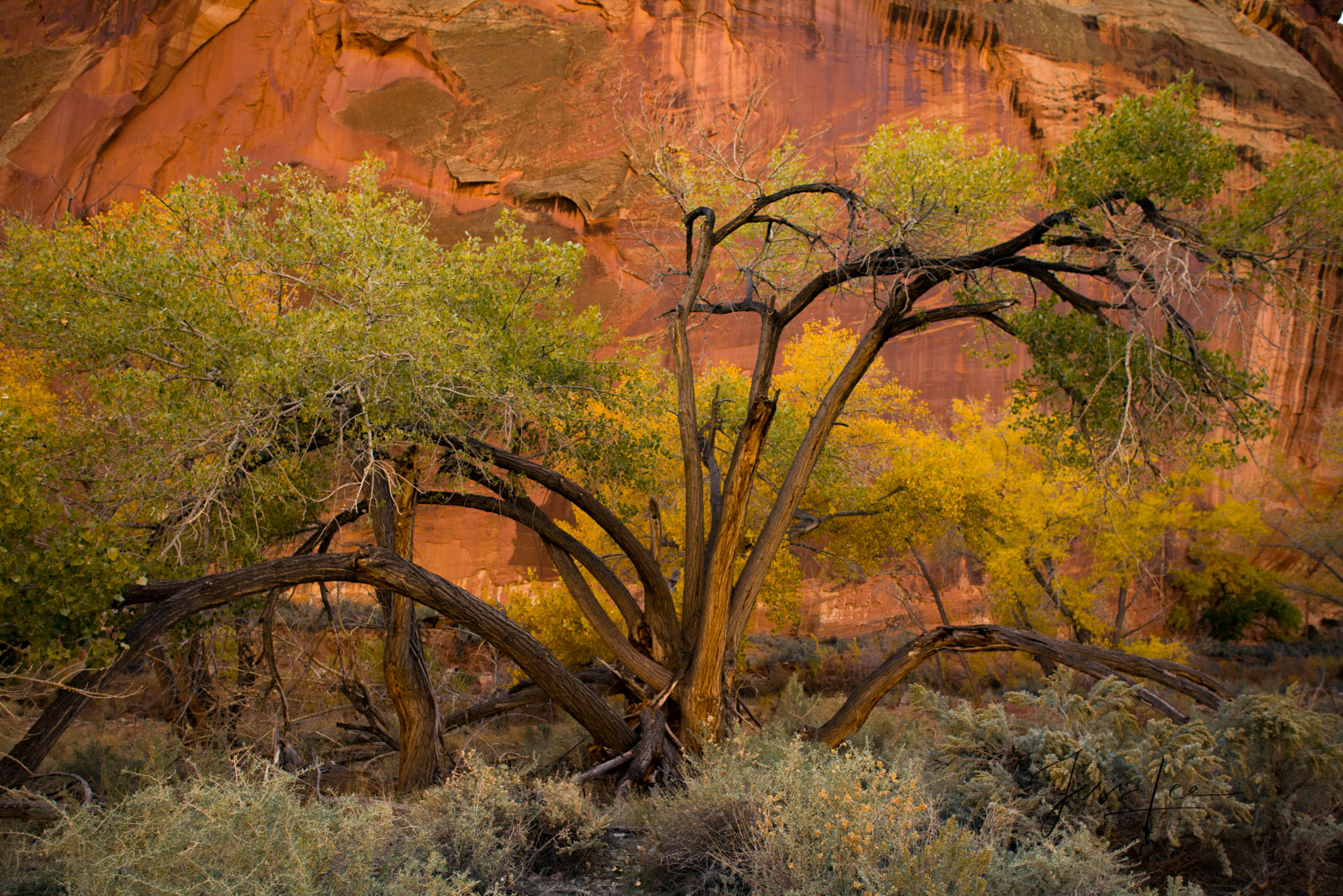 Capitol Reef Tree Picture in Fall