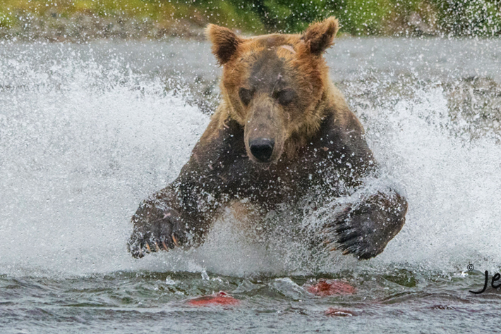 Alaska Grizzly or Brown Bear Fishing Photography Workshop photo.