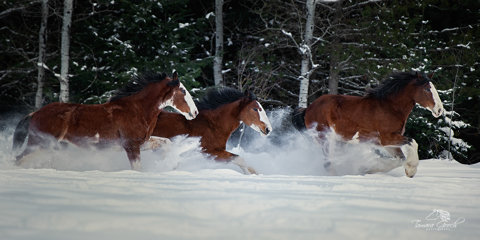 Three clydesdale horses running through the snow.