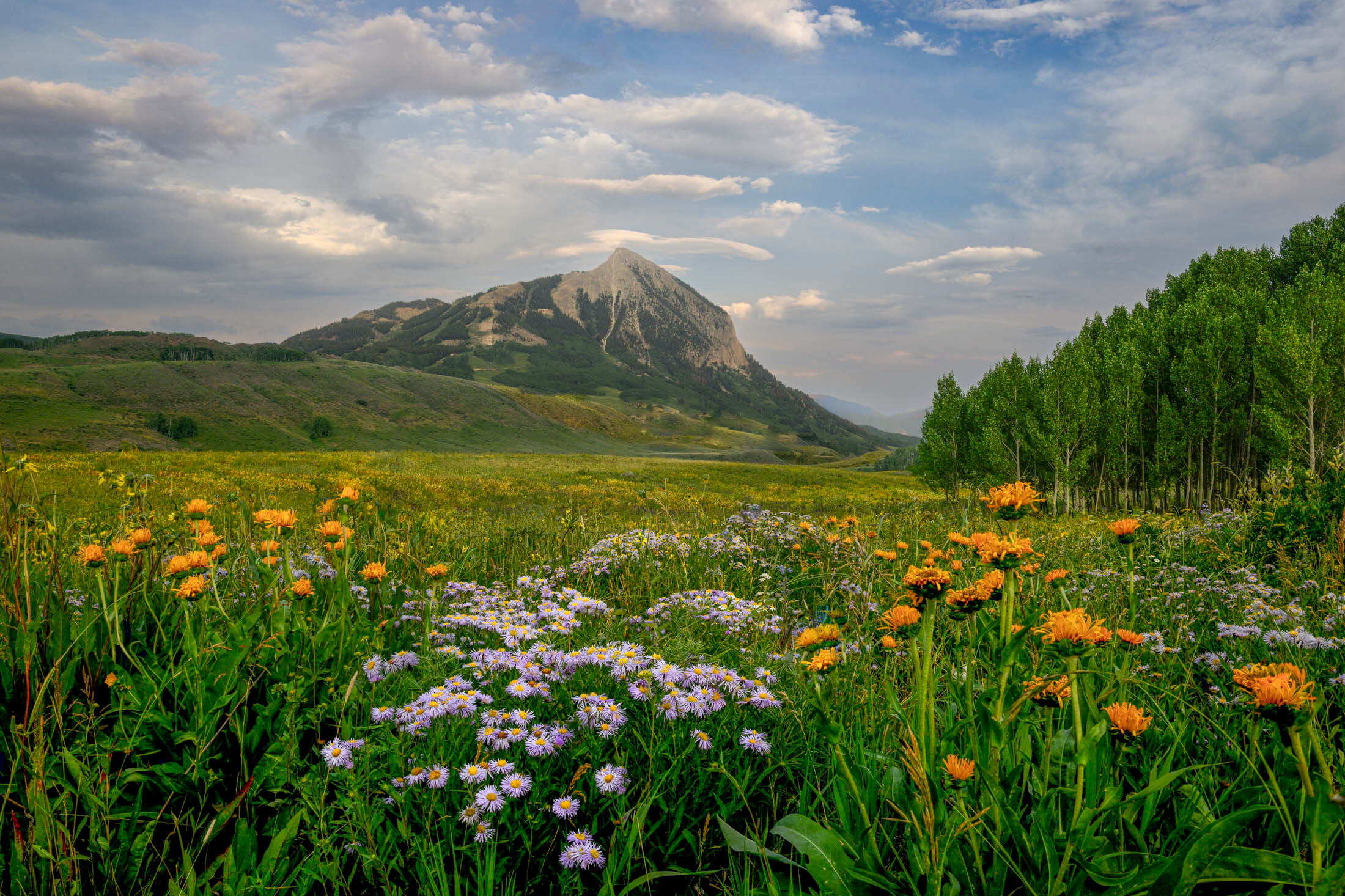 Colorado Mountain Photography print of a spring meadow, photo