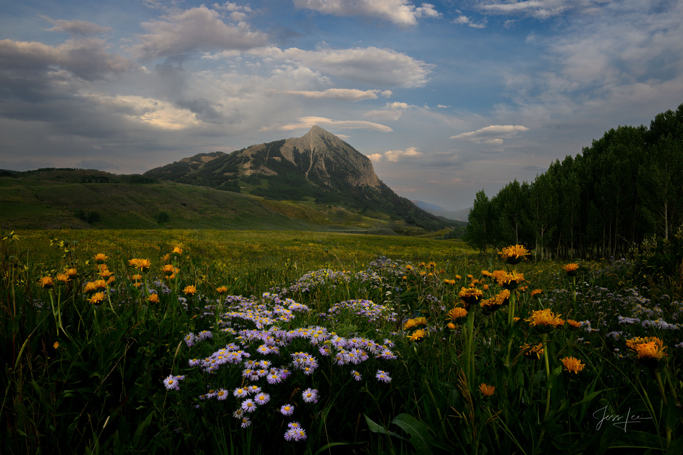 Colorado Mountain Photography print of a spring meadow, photo