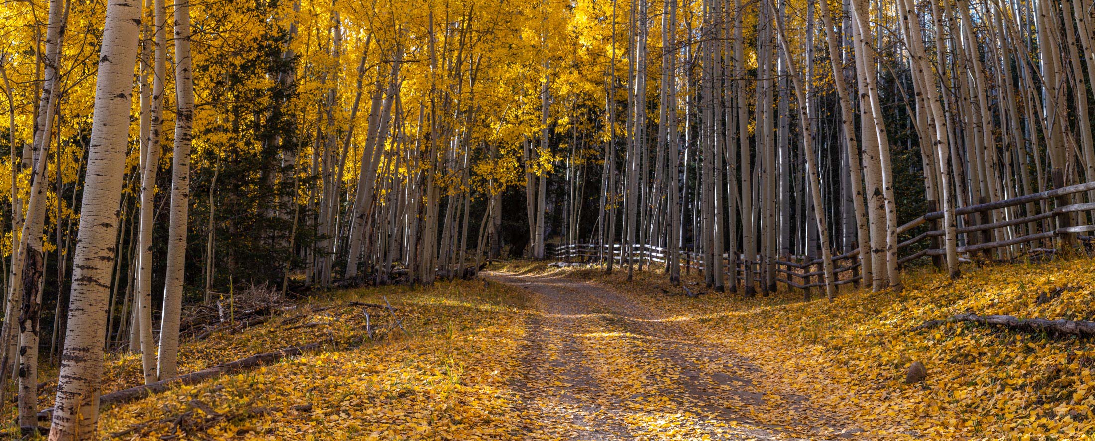 Golden Road Beautiful Fine Art Colorado Photography Print. High Quality Wall Art.