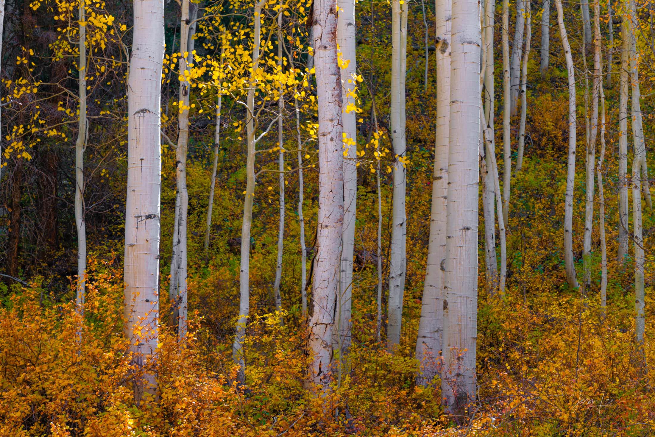 New Growth Beautiful Fine Art Colorado Photography Print. High Quality Wall Art.