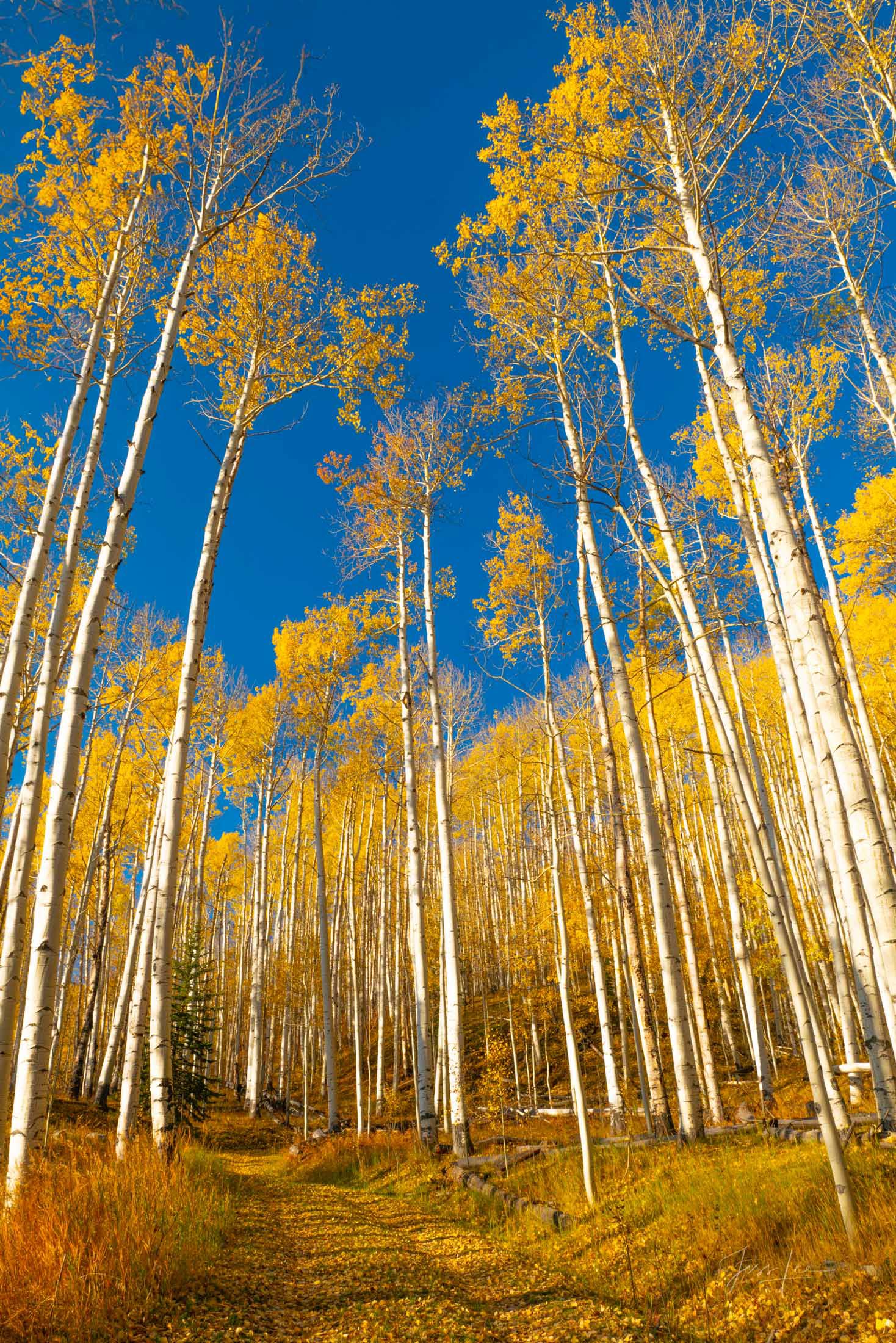 Heads Up Beautiful Fine Art Colorado Photography Print. High Quality Wall Art.