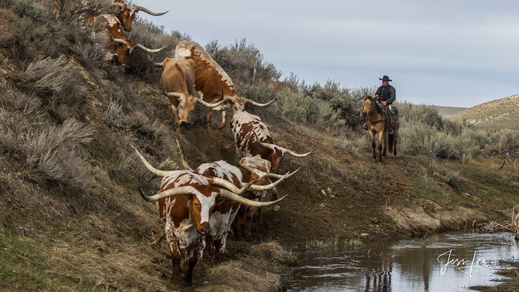 Cowboy Photography Fine Art Limited Edition Photography of Cowboys, Horses and life in the West. Longhorn cattle coming to water...