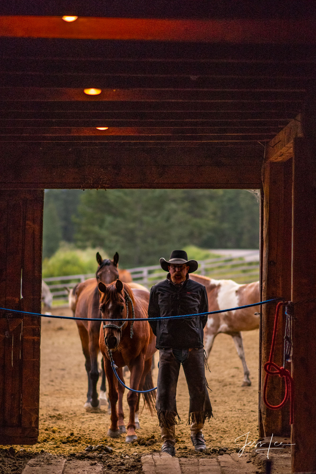 Fine Art Limited Edition Photography of Cowboys, Horses and life in the West. Wyoming Cowboy bring his horse into the barn for...