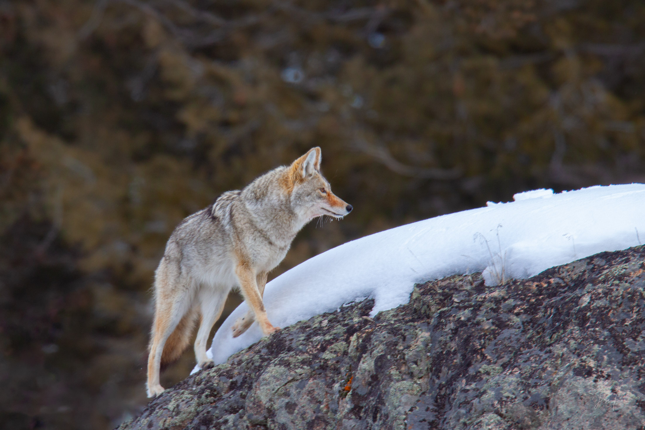 Coyote Photograph 