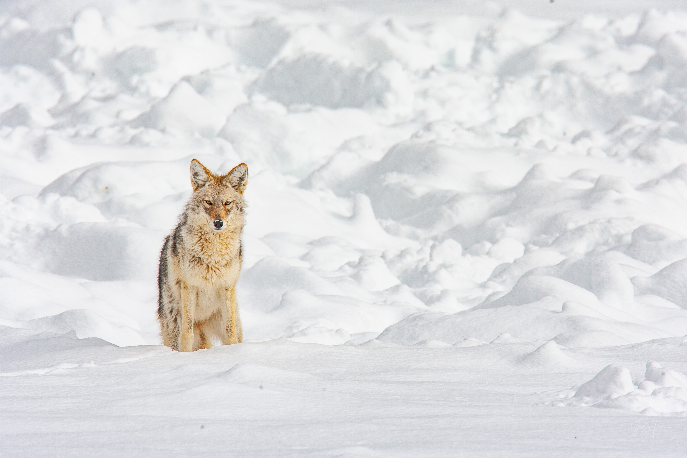 Coyote Photo 
