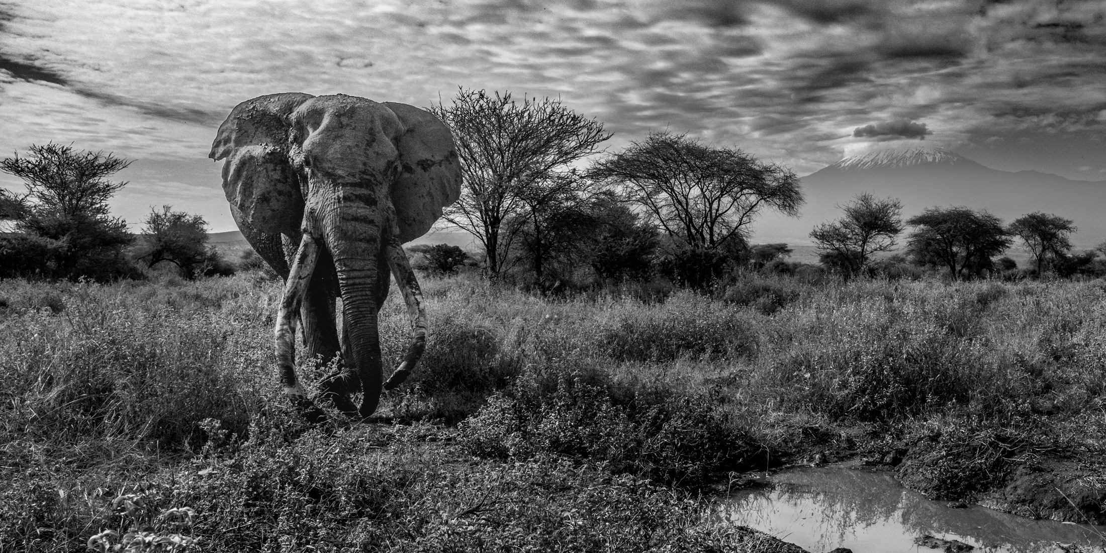 Africa Elephant Super Tusker Photograph. A fine Art Limited Edition Print of one of the rarest animals on the planet. Craig
