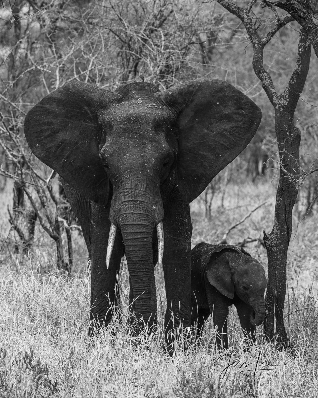 Evening shelter Elephant Photography Print Tusker
